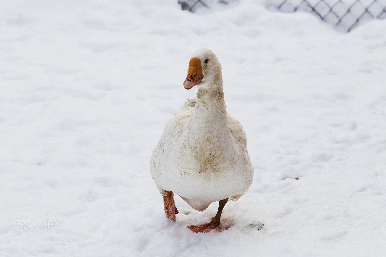 Canon EOS-1D Mark IV sample photo. Walking white goose winter photography