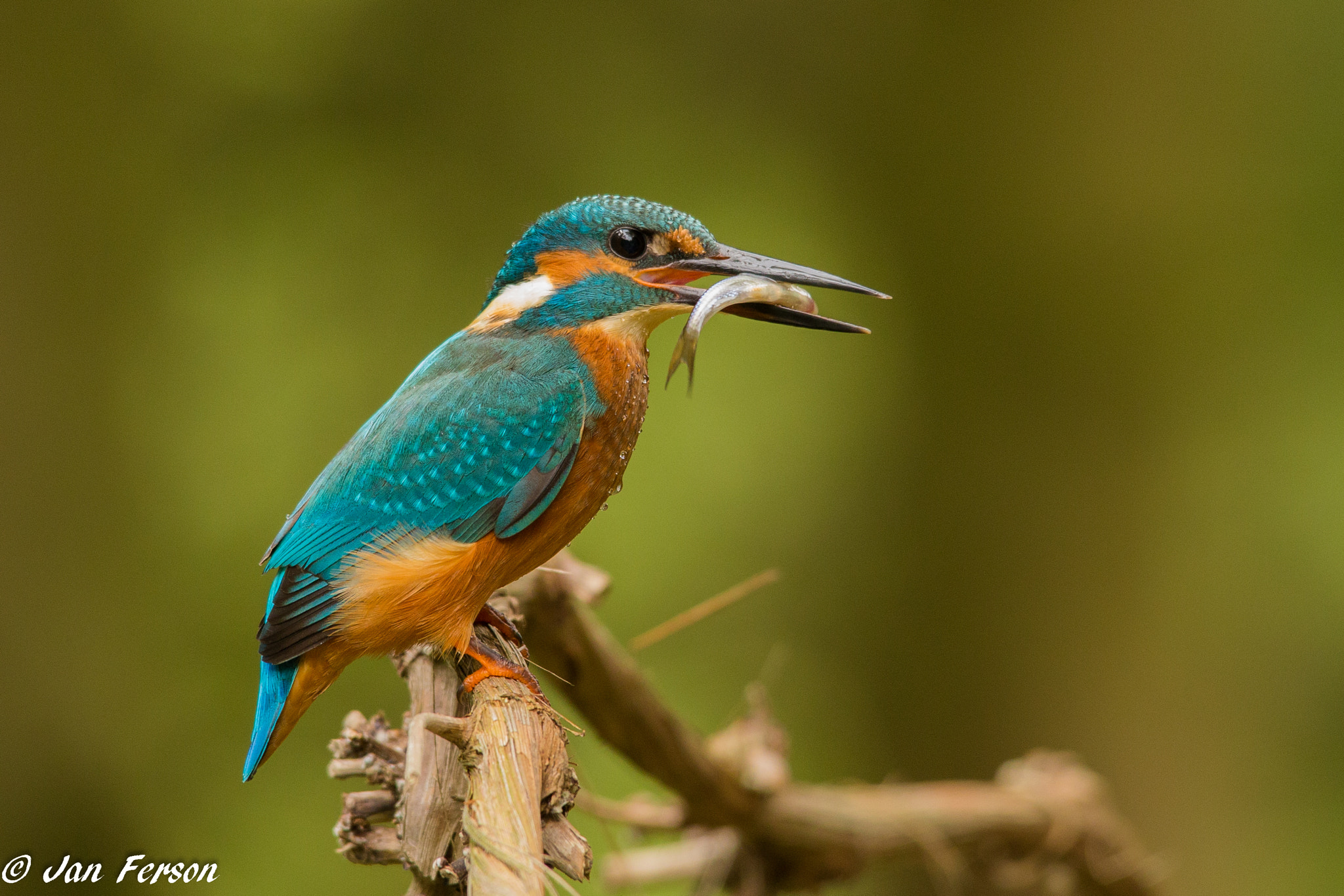 Sigma 150-500mm F5-6.3 DG OS HSM sample photo. Common kingfisher photography