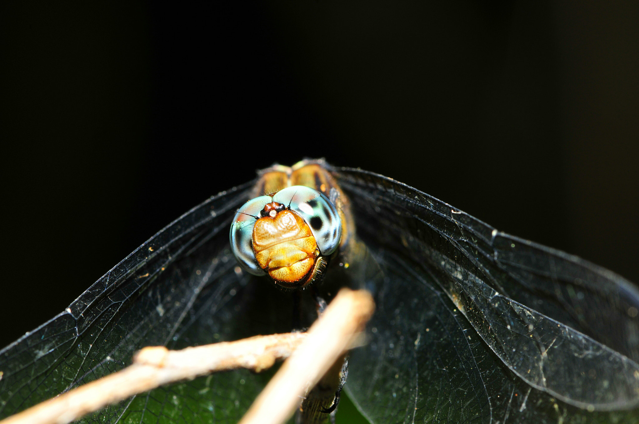 Nikon AF-S Micro-Nikkor 105mm F2.8G IF-ED VR sample photo. Dsc photography
