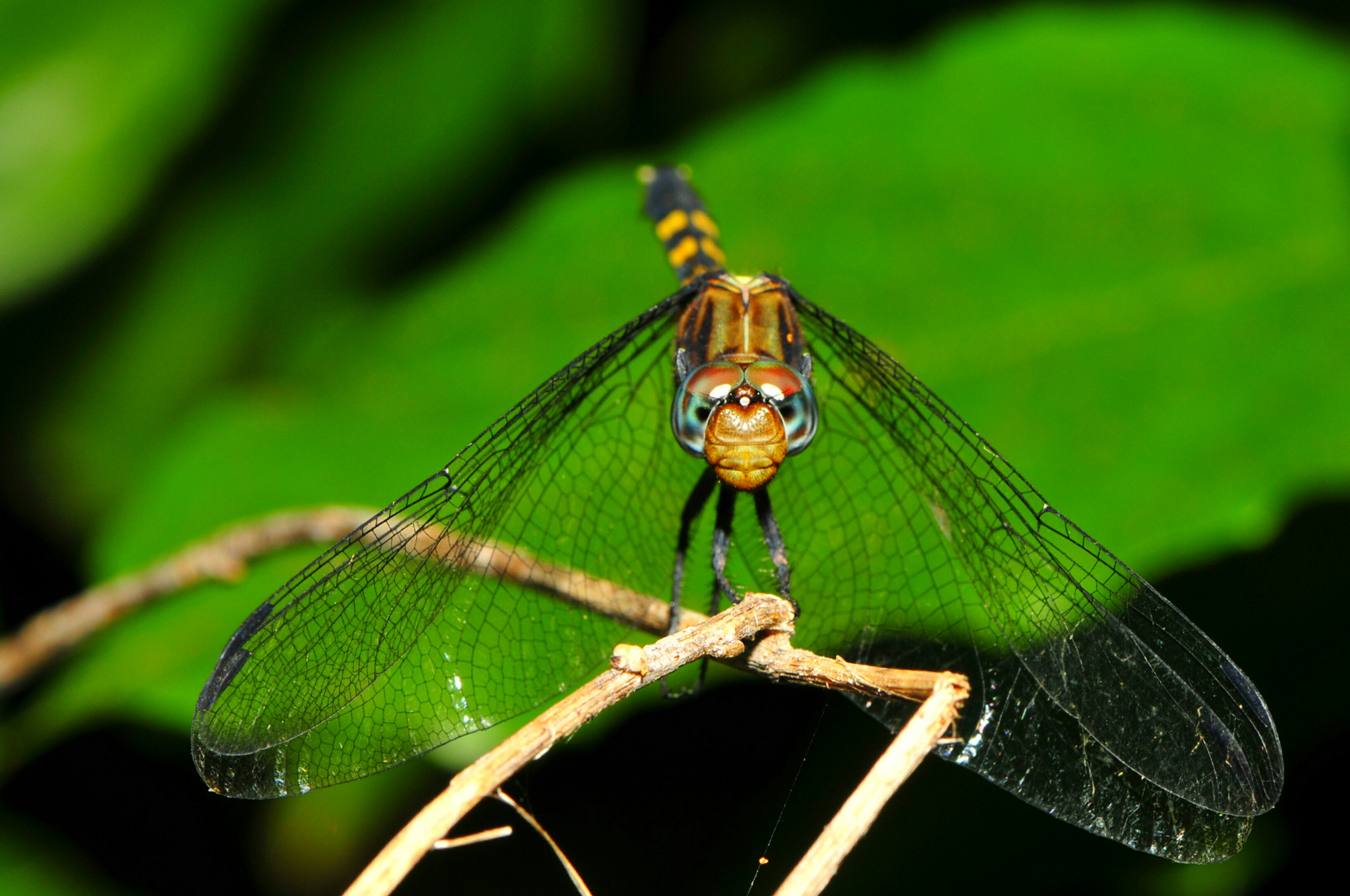 Nikon AF-S Micro-Nikkor 105mm F2.8G IF-ED VR sample photo. Dragonfly stare photography