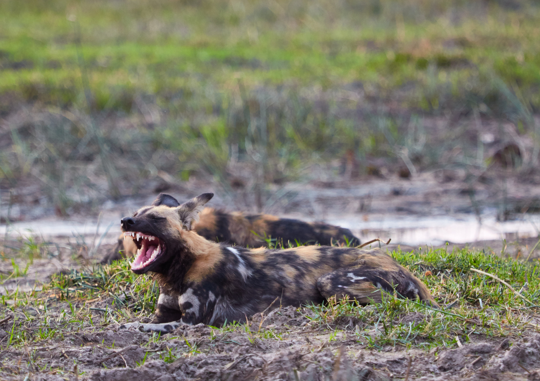 Canon EF 100-400mm F4.5-5.6L IS USM sample photo. Wild dog in botswana photography