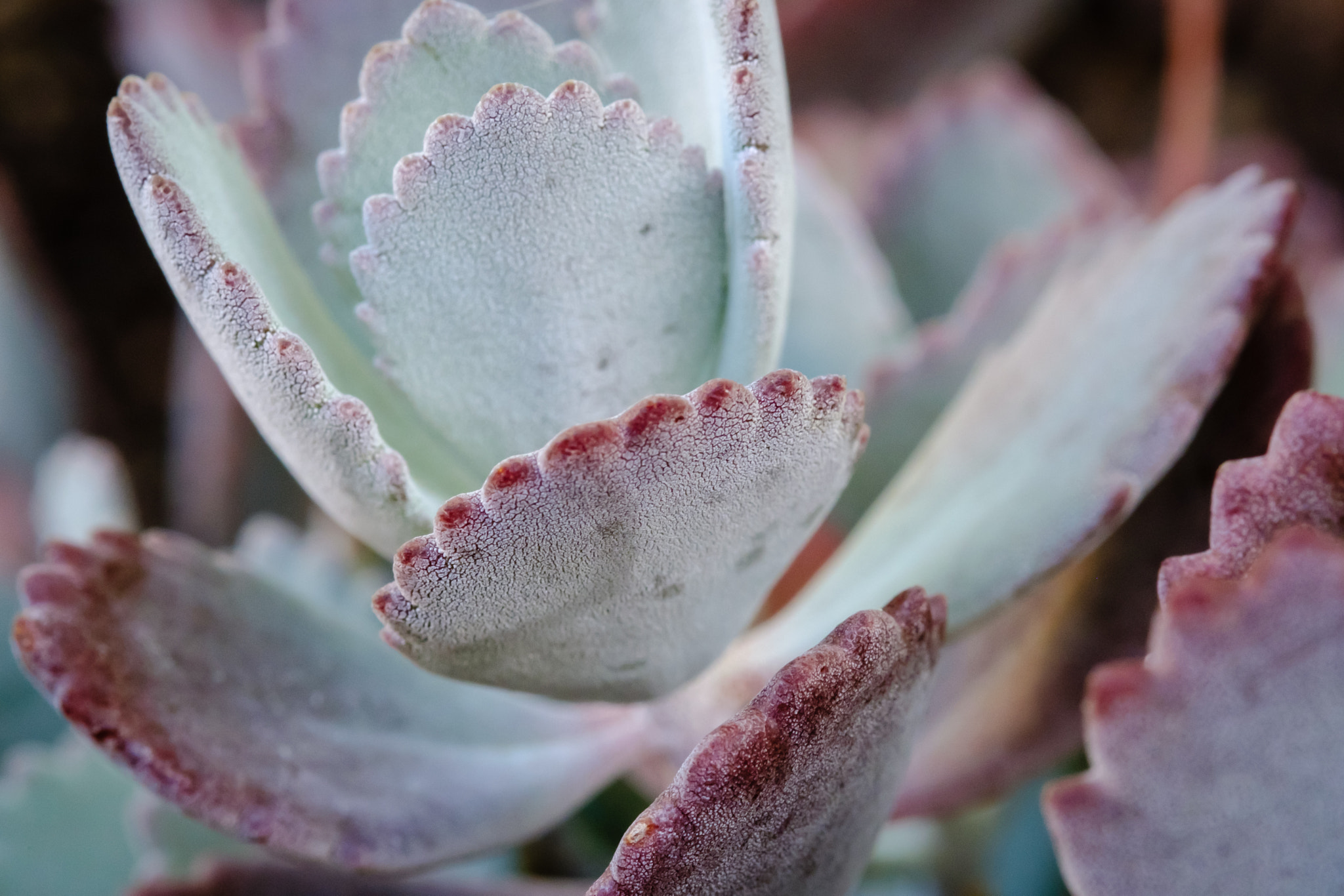 Fujifilm X-T2 + Fujifilm XF 60mm F2.4 R Macro sample photo. Kalanchoe pumila photography