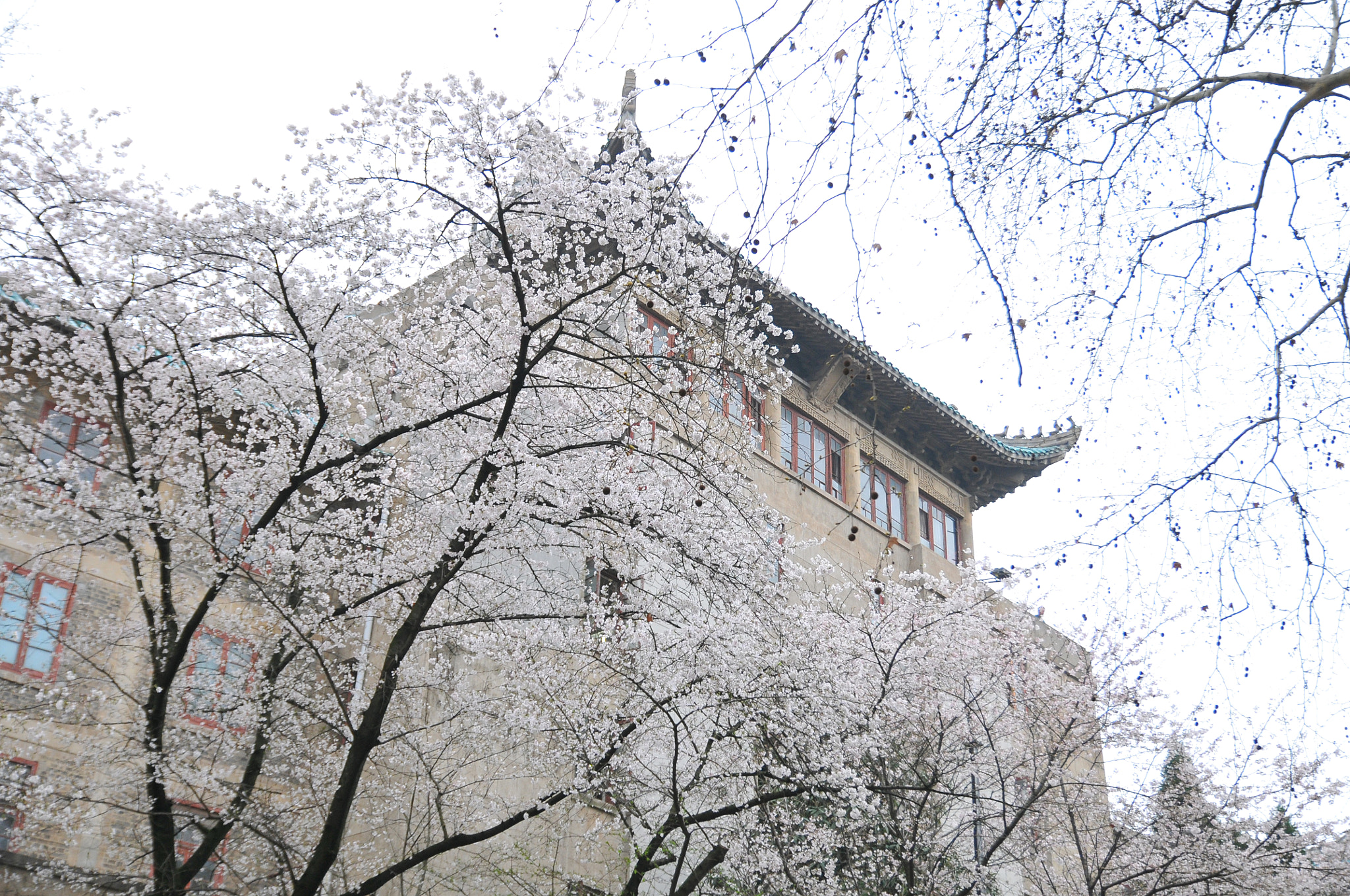 Nikon D300 sample photo. 武大樱花 photography