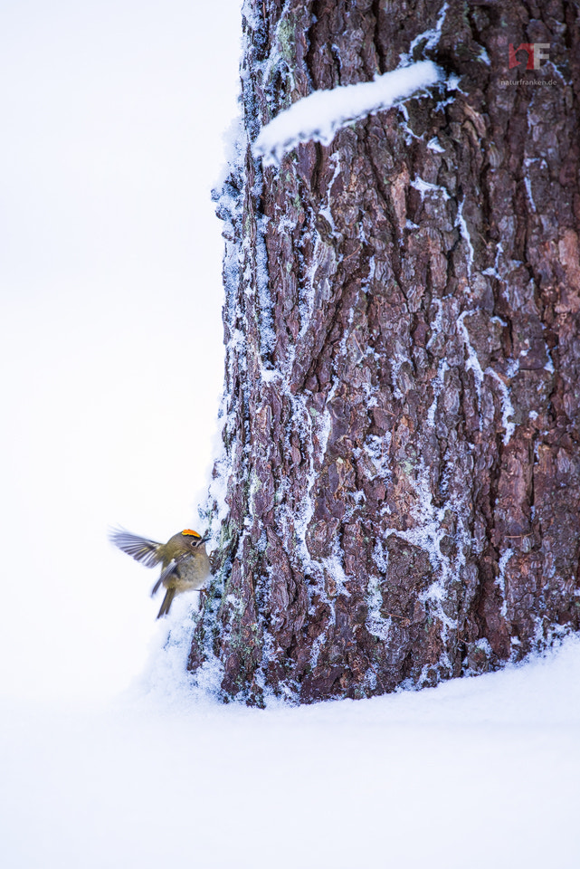 Nikon Nikkor AF-S 300mm F4E PF ED VR sample photo. Goldcrest photography