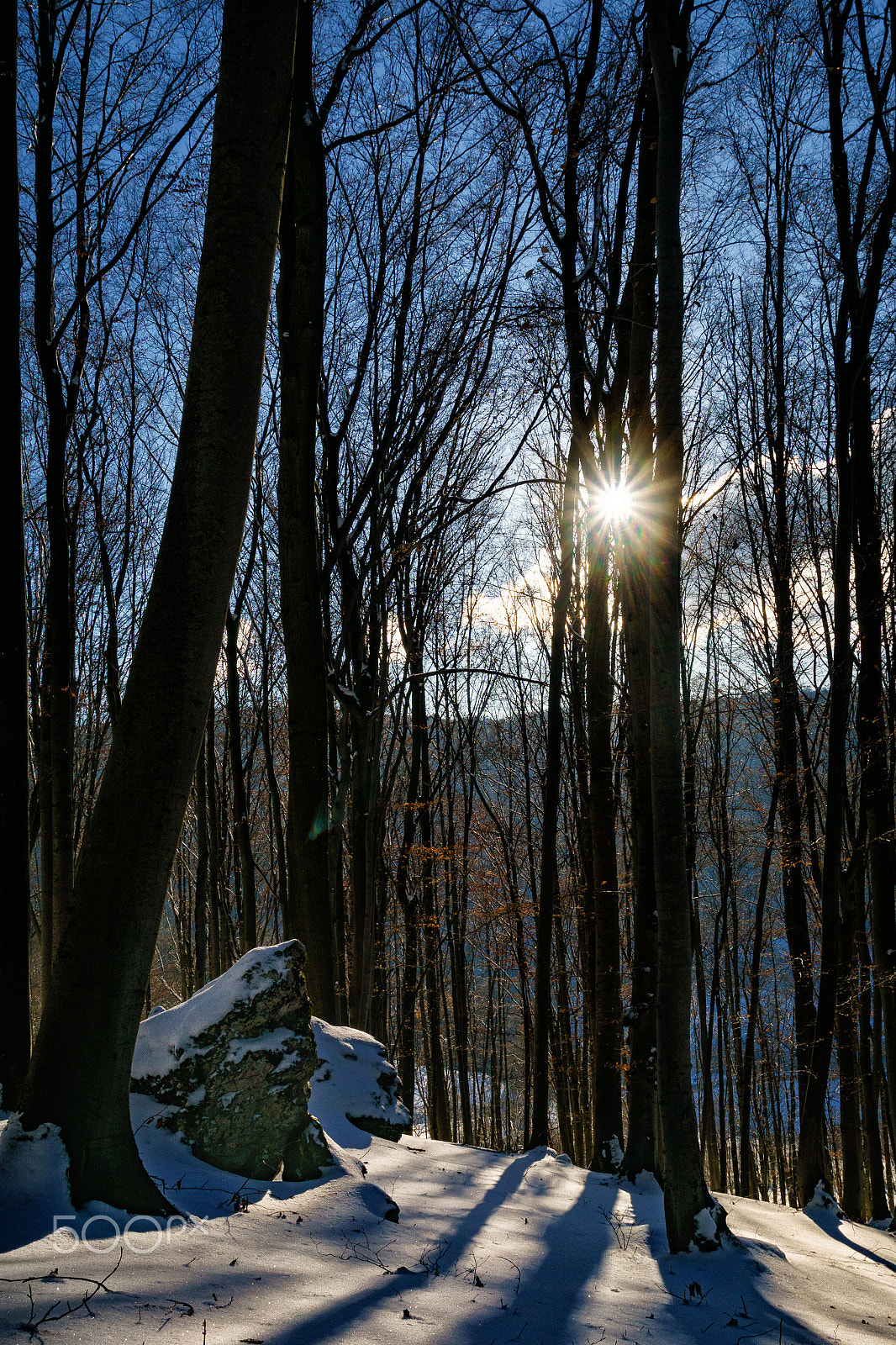 Sony ILCA-77M2 sample photo. Freezing sun photography