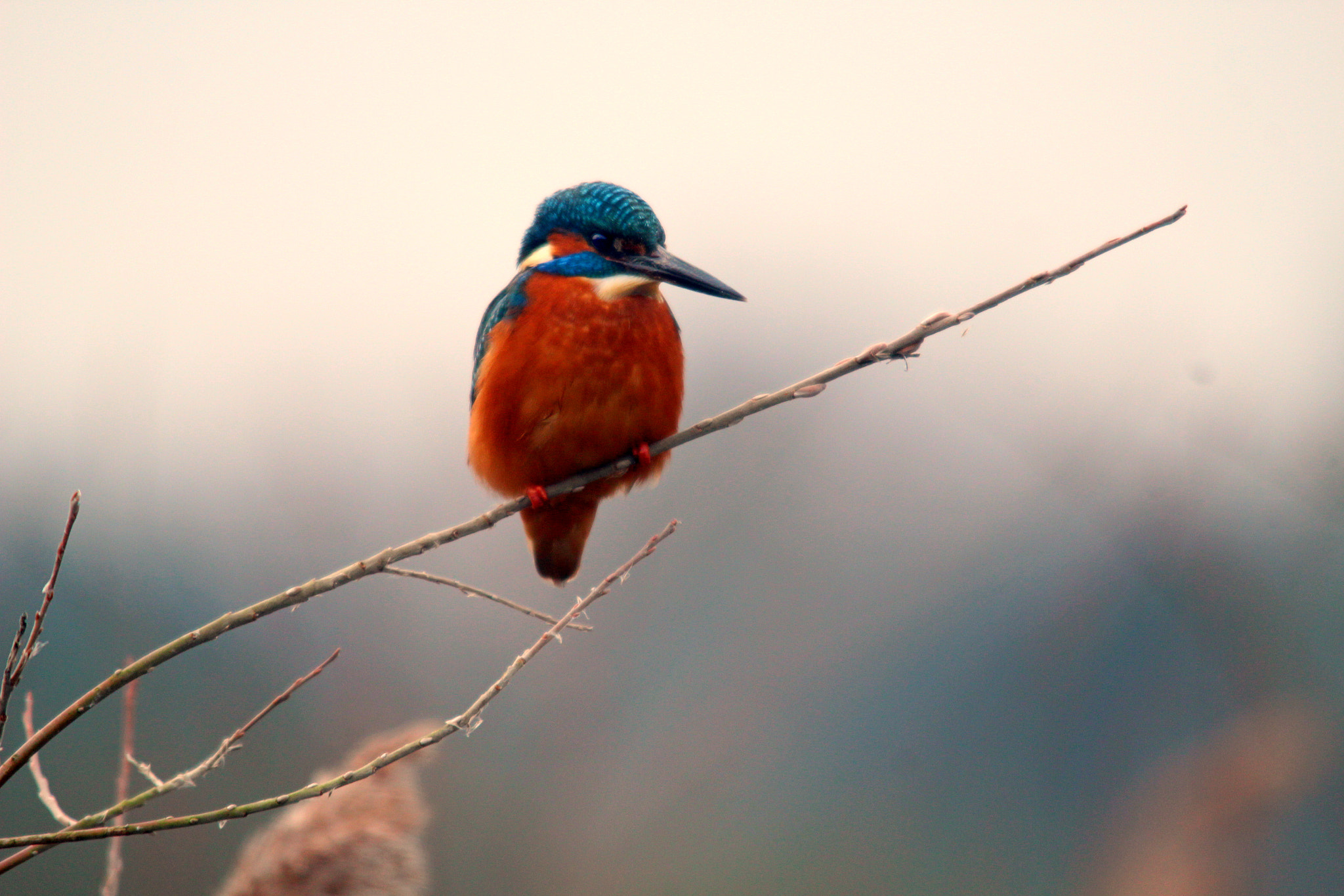Sigma 150-500mm F5-6.3 DG OS HSM sample photo. Img photography