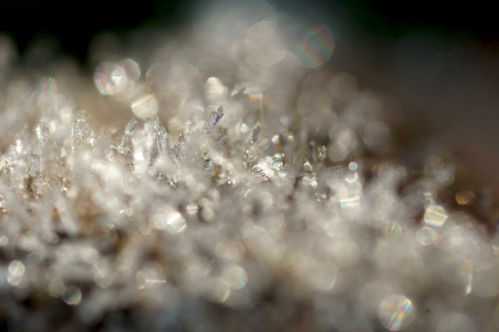 Sony a6000 + Tamron SP AF 90mm F2.8 Di Macro sample photo. Deshielo photography