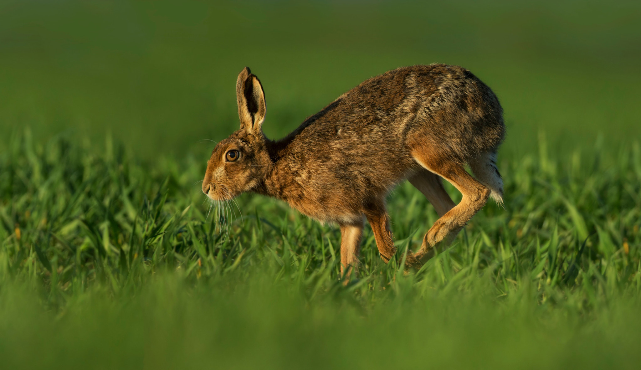 Canon EOS-1D X + Canon EF 300mm F2.8L IS II USM sample photo. Bag photography