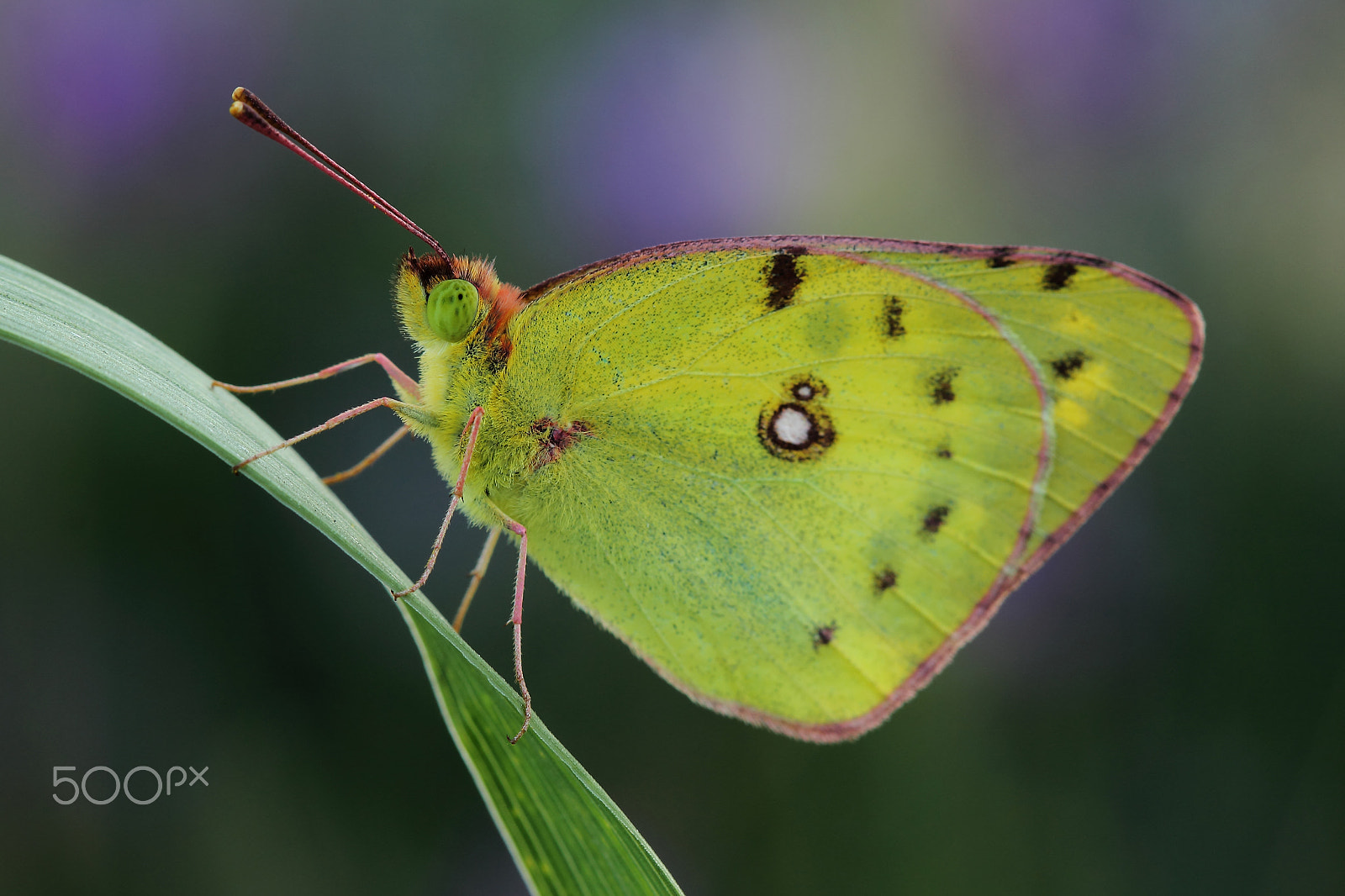 Canon EOS 600D (Rebel EOS T3i / EOS Kiss X5) + Canon EF 100mm F2.8 Macro USM sample photo. Butterfly - pale clouded yellow (colias hyale) photography