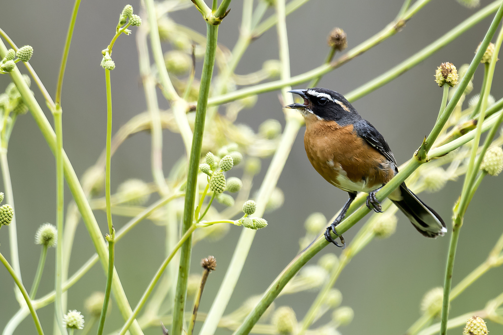 Nikon AF-S Nikkor 800mm F5.6E FL ED VR sample photo. Black-and-rufous warbling-finch photography