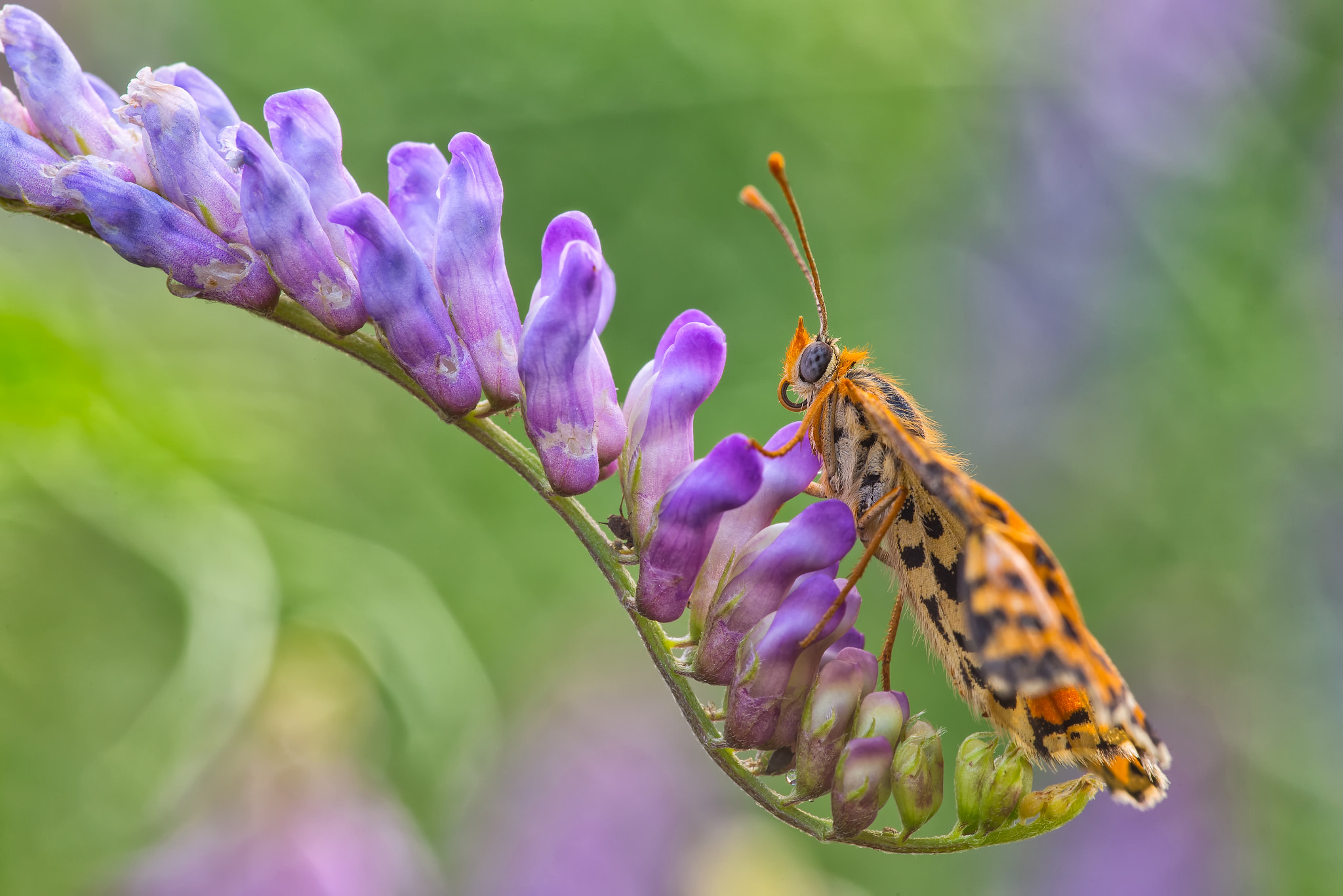 Canon EF 180mm F3.5L Macro USM sample photo. Melitaea didyma photography