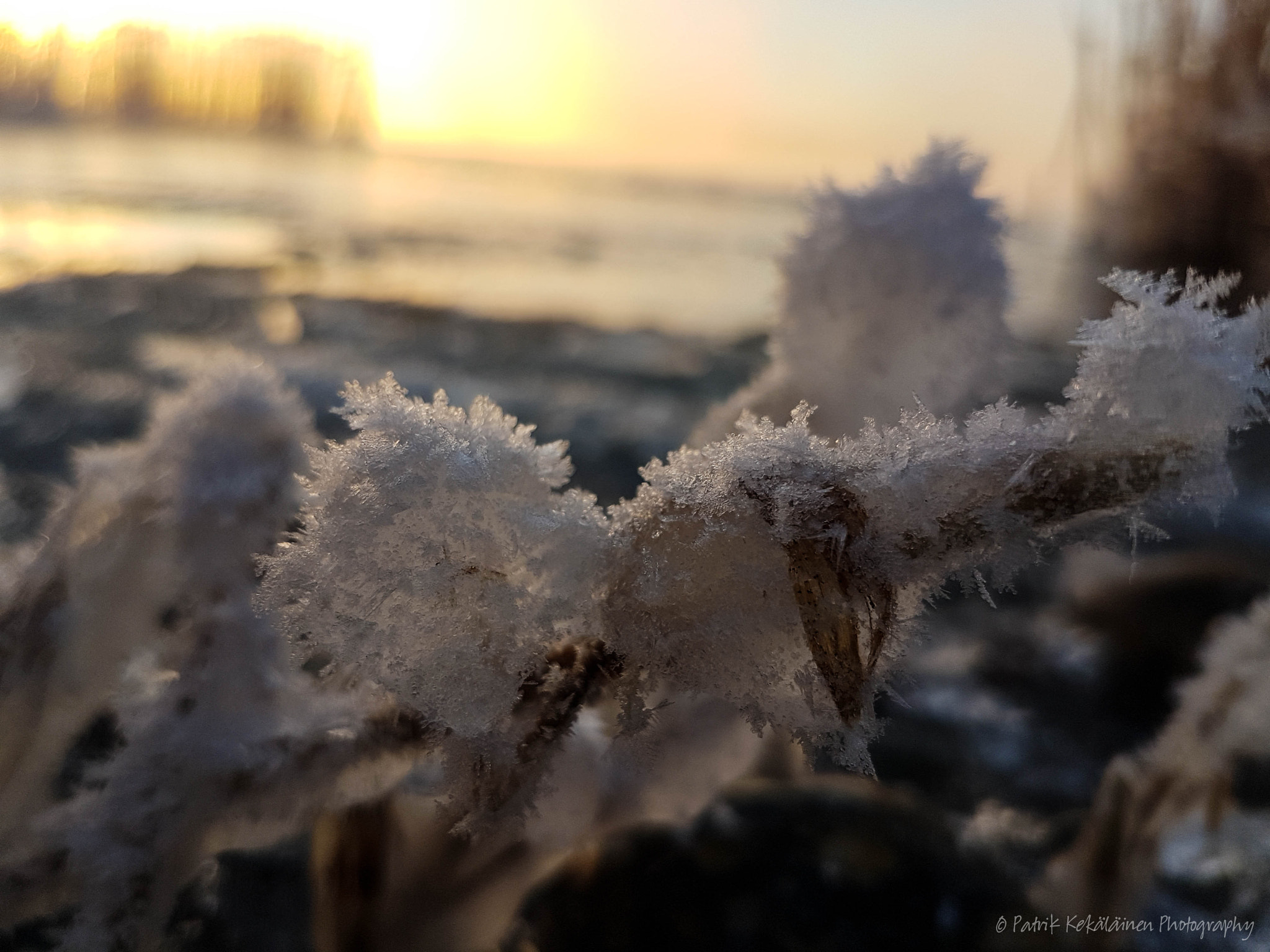 Samsung Galaxy S7 Edge + Samsung Galaxy S7 Edge Rear Camera sample photo. Frozen reed photography
