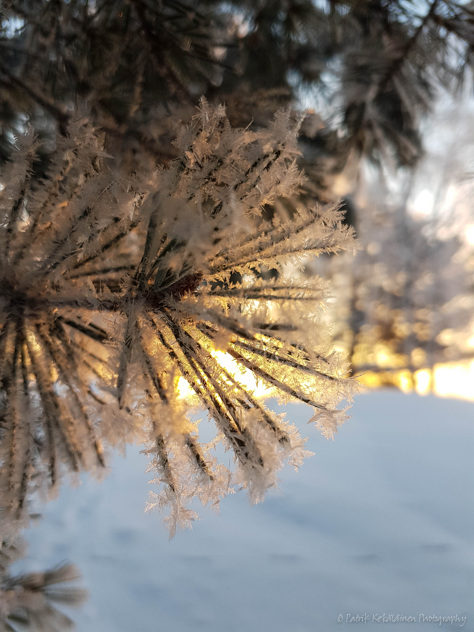 Samsung Galaxy S7 Edge + Samsung Galaxy S7 Edge Rear Camera sample photo. Frosty tree photography