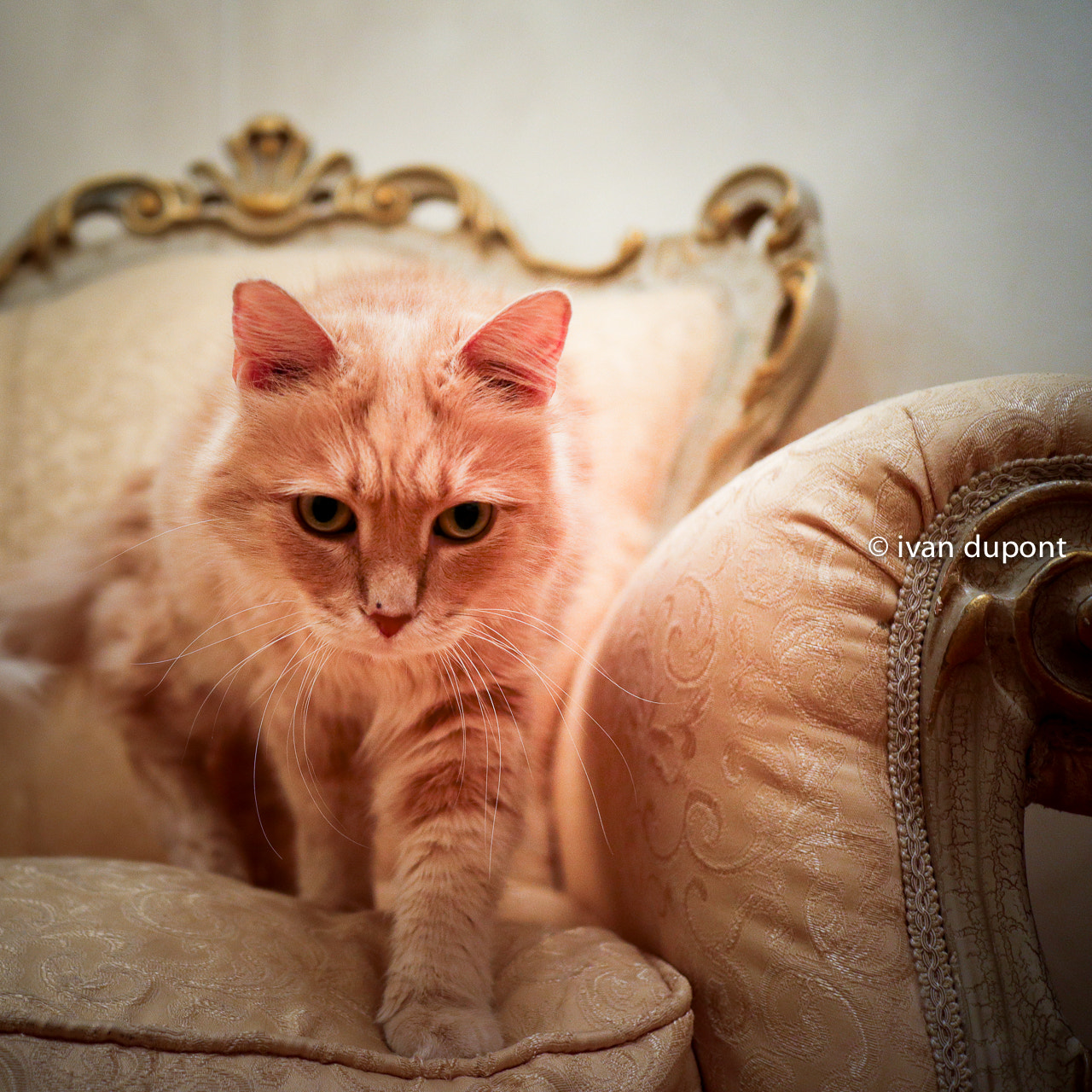 Canon EOS M5 sample photo. Valentino, il gatto, trieste, italia photography