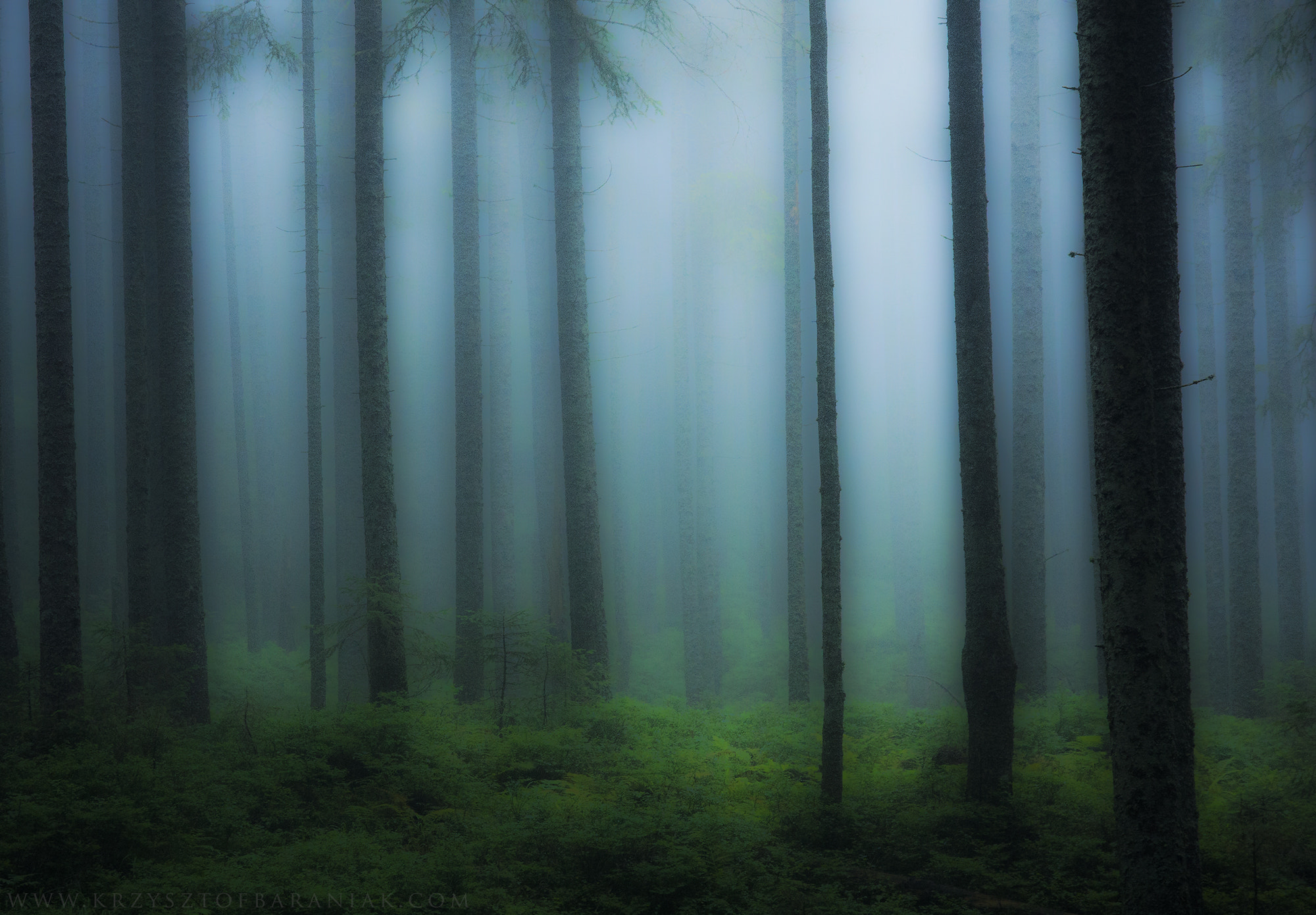 Sigma 17-70mm F2.8-4 DC Macro OS HSM sample photo. Forest mystery photography