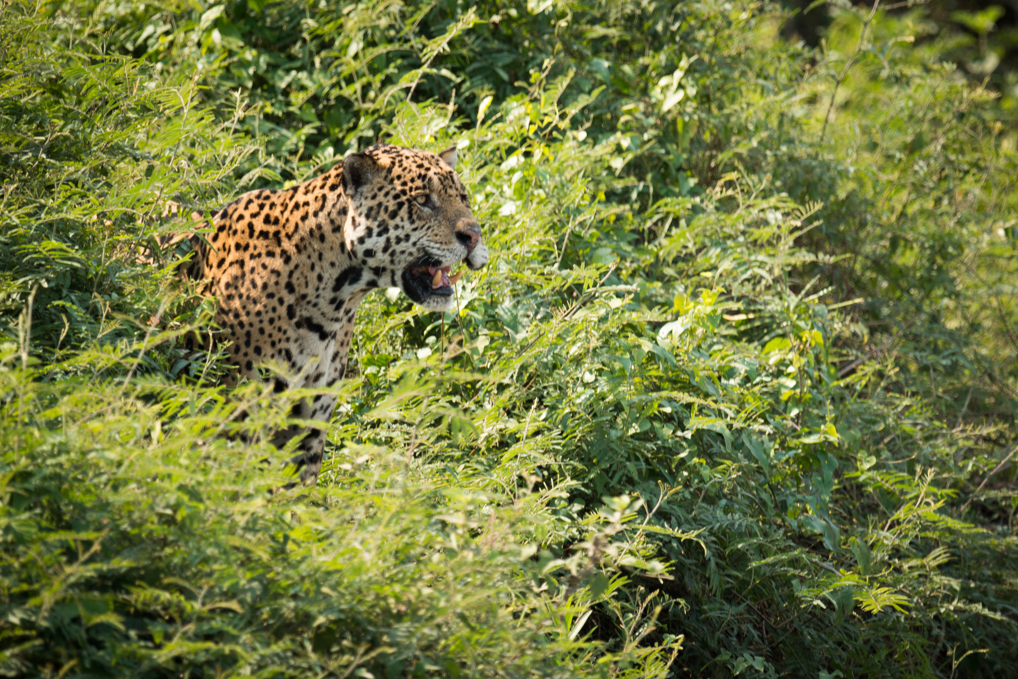Nikon D800 sample photo. Jaguar staring out from bushes in sunshine photography