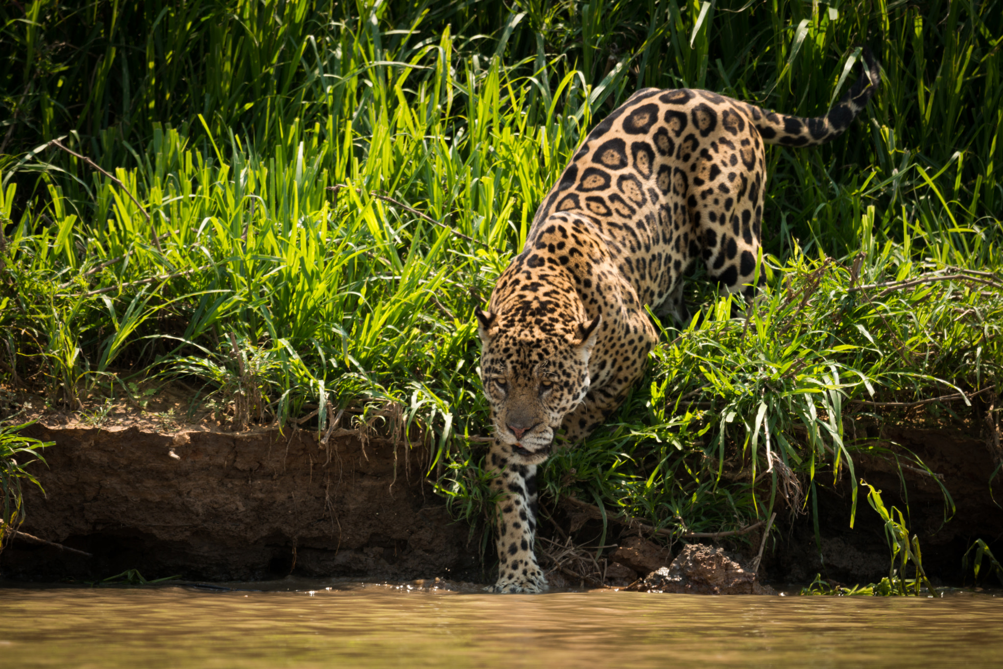 Nikon AF-S Nikkor 800mm F5.6E FL ED VR sample photo. Jaguar stepping into river from grassy bank photography
