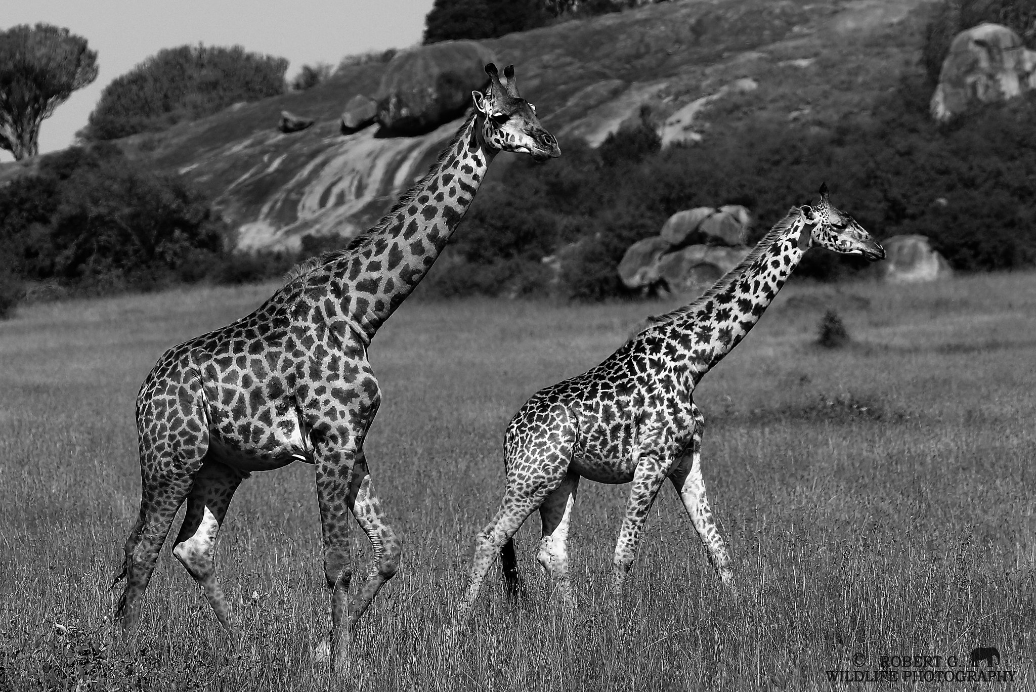 Sony SLT-A77 + Minolta/Sony AF 70-200mm F2.8 G sample photo. 2 giraffes black and white serie photography