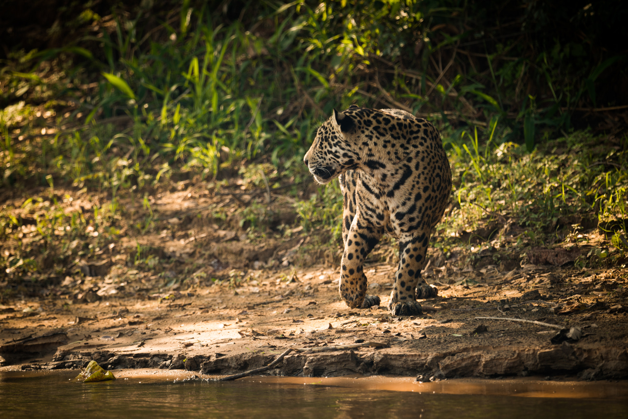 Nikon AF-S Nikkor 800mm F5.6E FL ED VR sample photo. Jaguar turning beside river in dappled sunlight photography