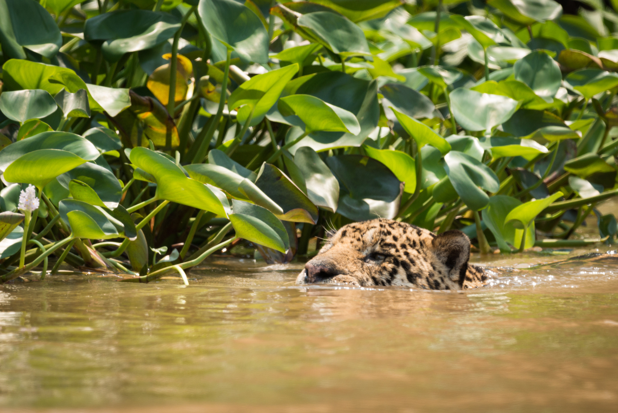 Nikon D800 sample photo. Jaguar swimming in river beside water hyacinths photography