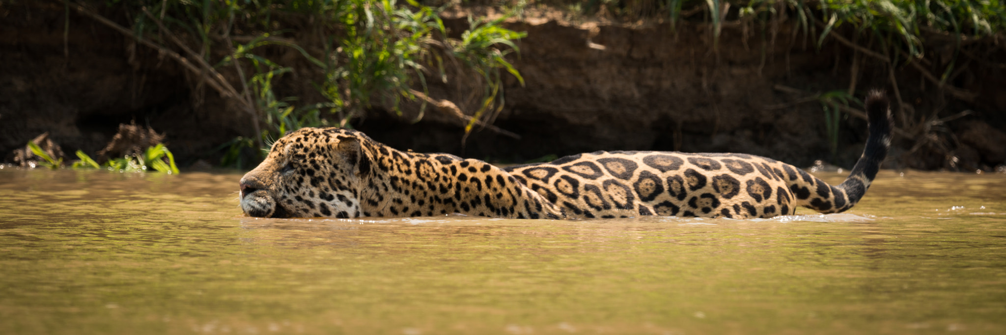 Nikon D800 sample photo. Jaguar wading through muddy river beside bank photography