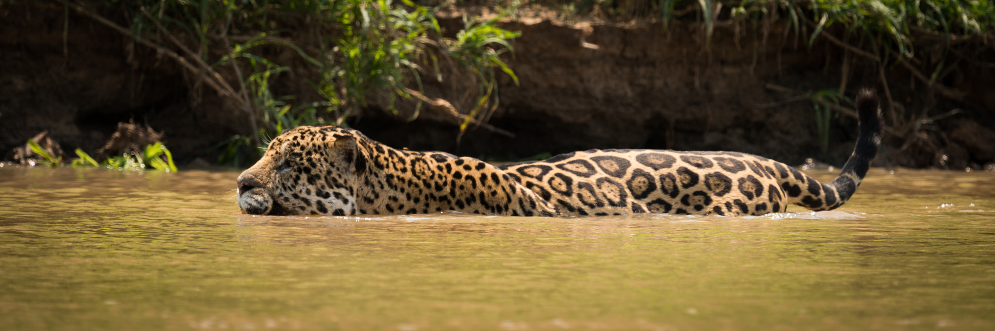Nikon AF-S Nikkor 800mm F5.6E FL ED VR sample photo. Jaguar wading through muddy river beside bank photography