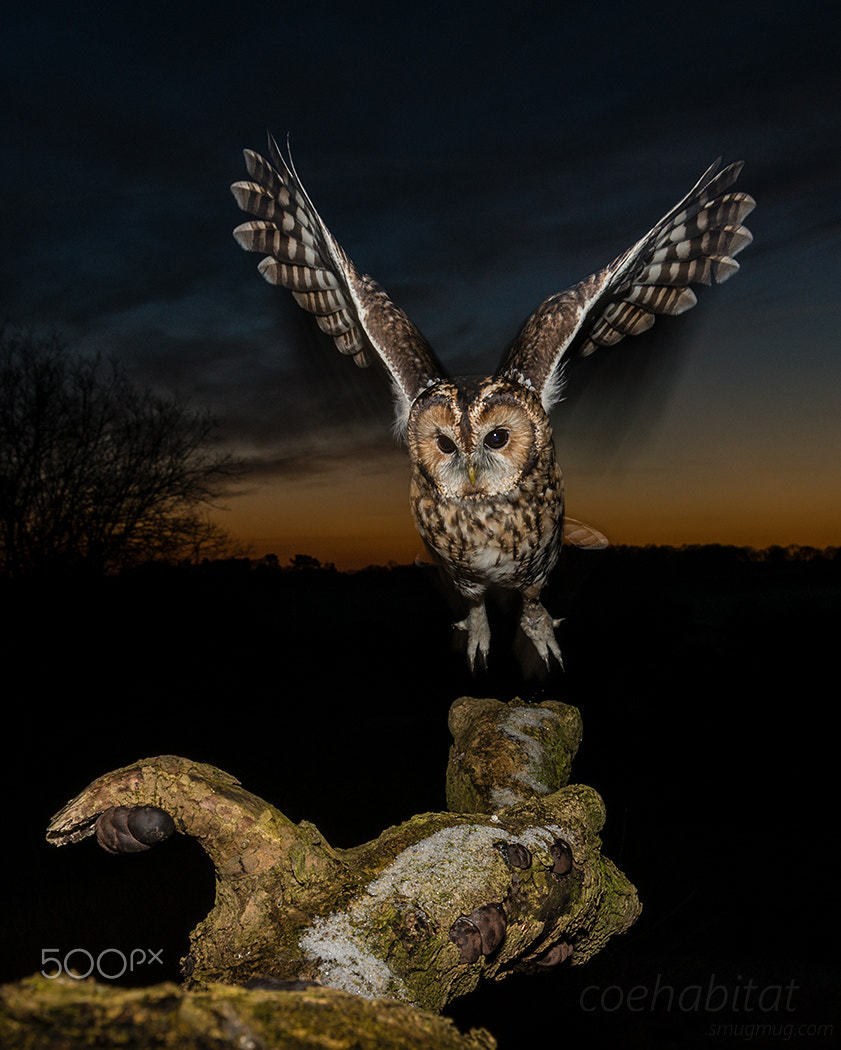 Nikon D800 sample photo. Tawny owl launch photography