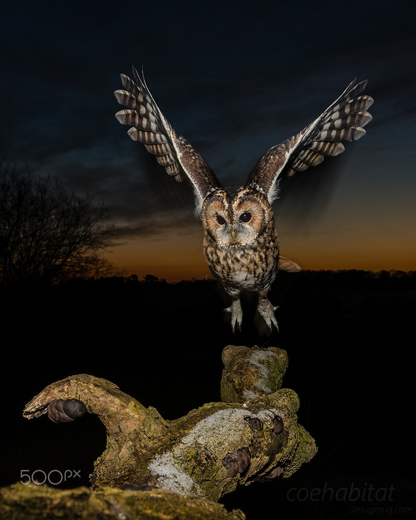 Nikon AF-S Nikkor 17-35mm F2.8D ED-IF sample photo. Tawny owl launch photography