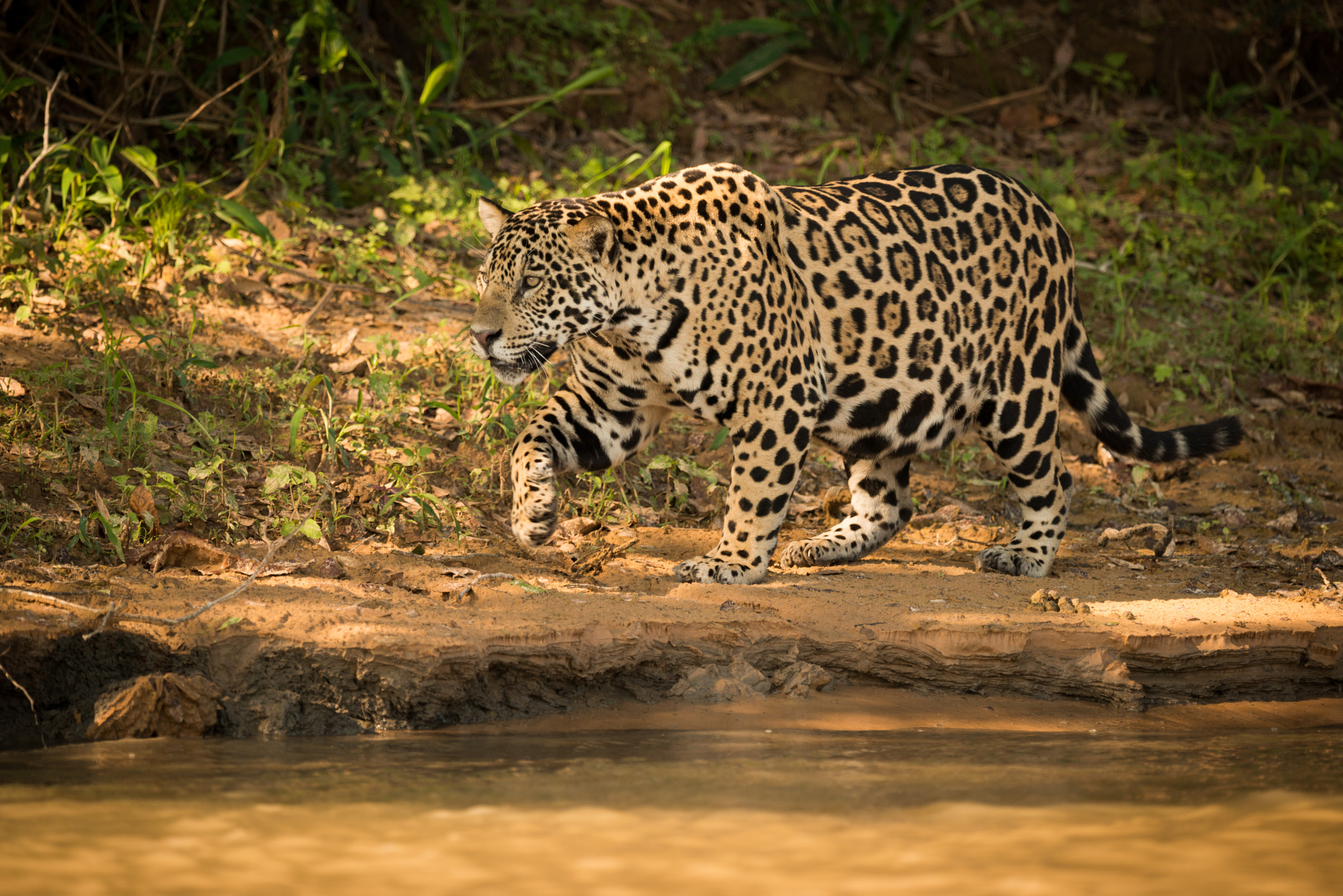 Nikon D800 sample photo. Jaguar walking beside river in dappled sunlight photography