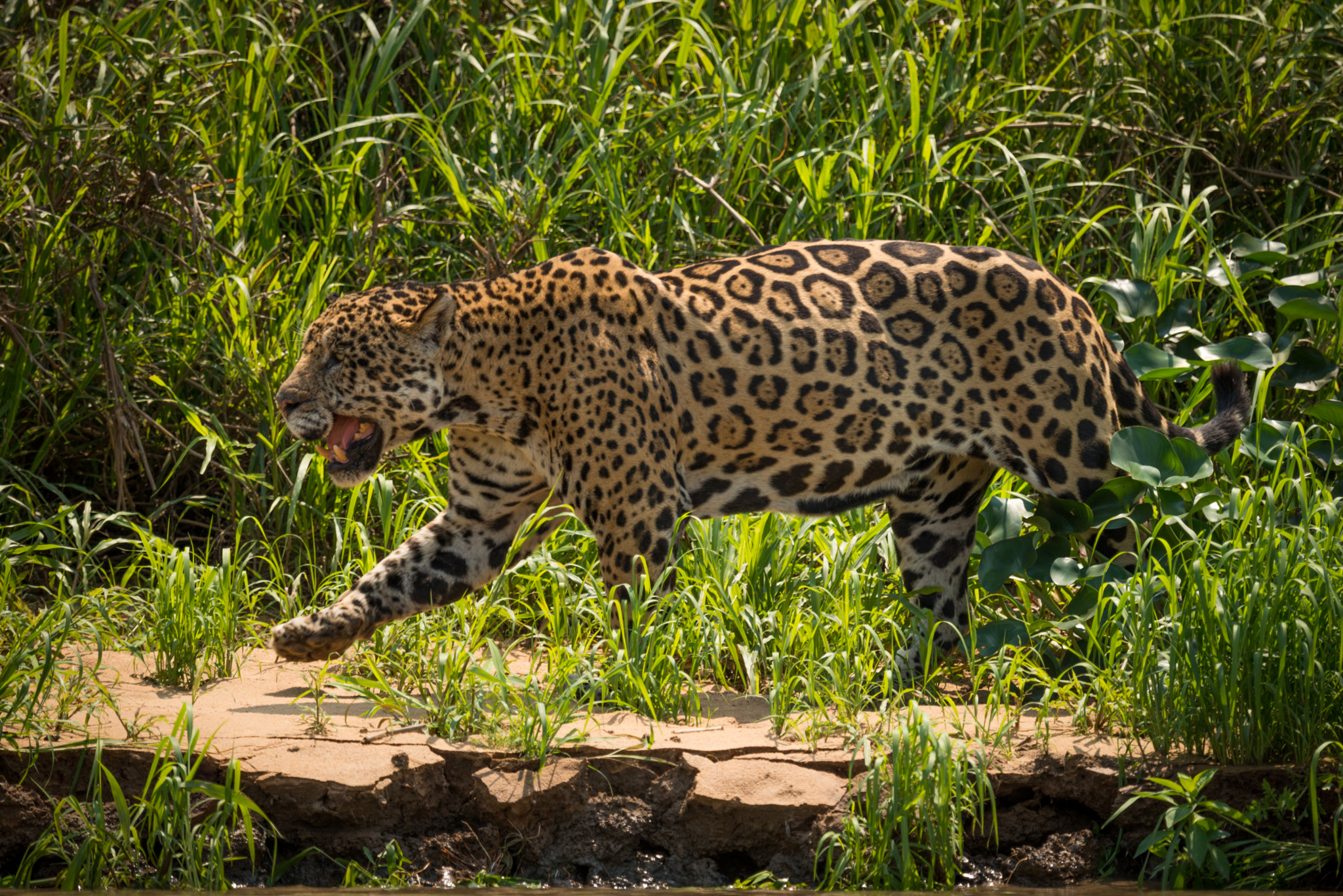 Nikon D800 sample photo. Jaguar walking through grass along river bank photography