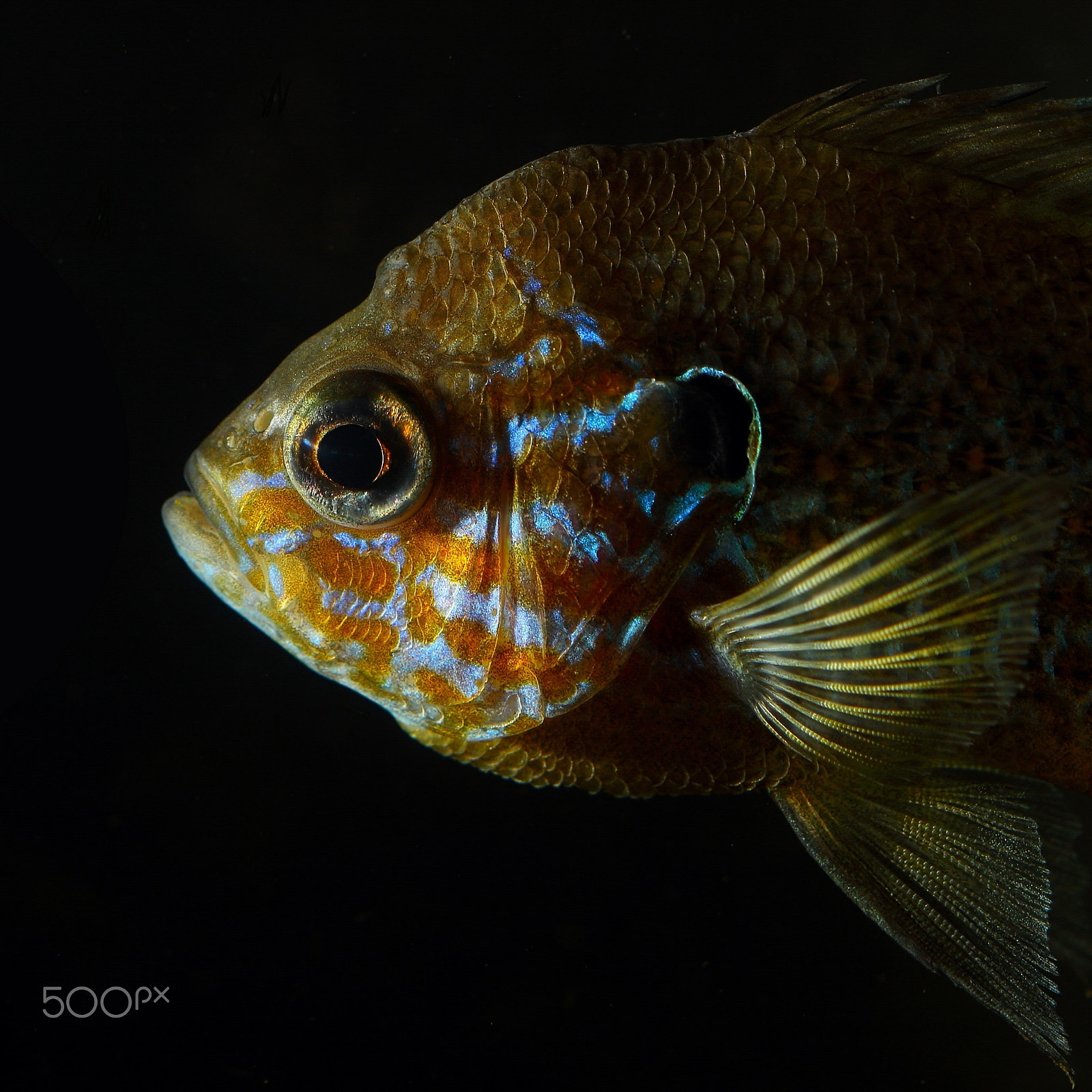Canon EF 100mm F2.8 Macro USM sample photo. Head of pumpkinseed sunfish (lepomis gibbosus). closeup photography