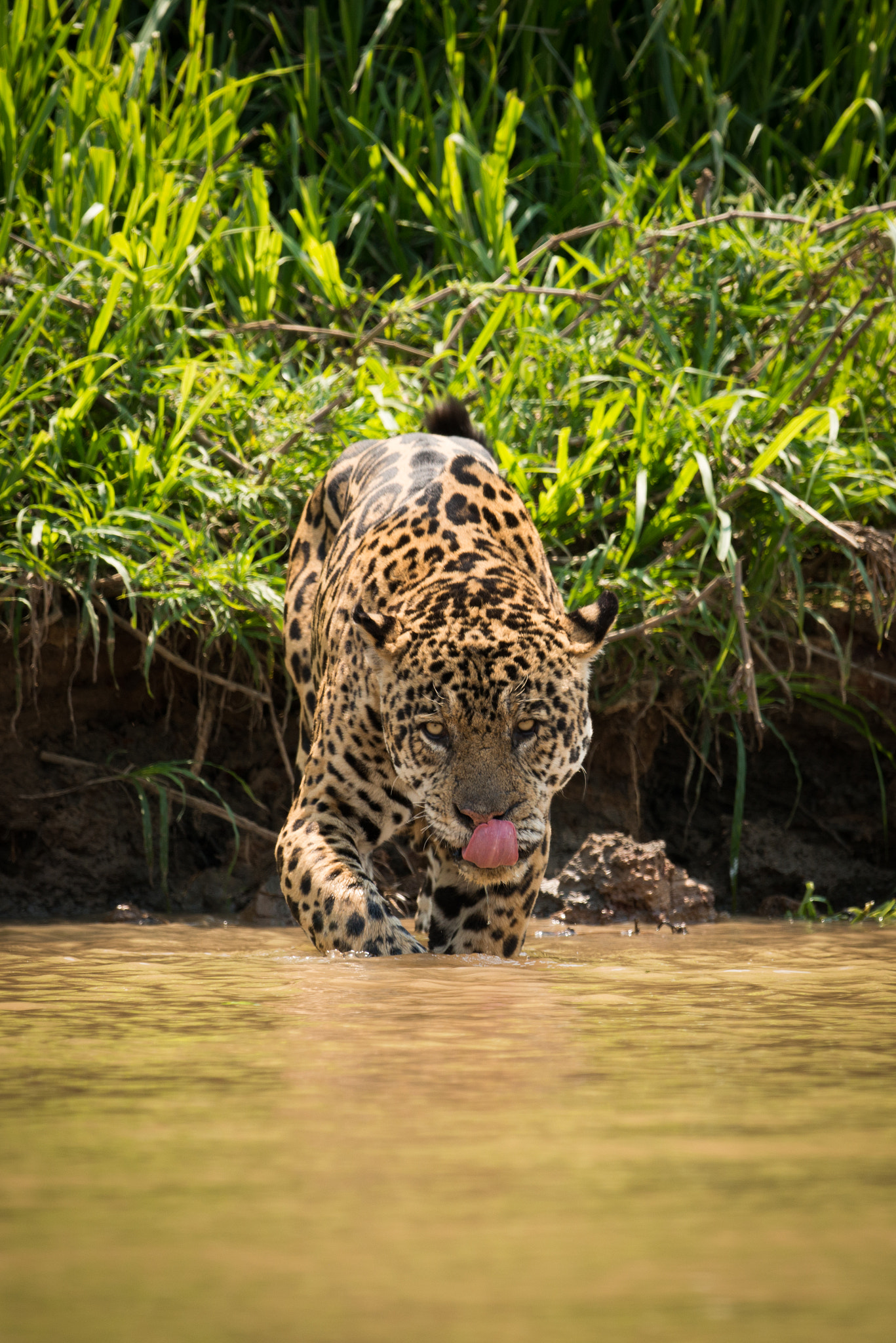 Nikon D800 sample photo. Jaguar walking through muddy shallows licking lips photography