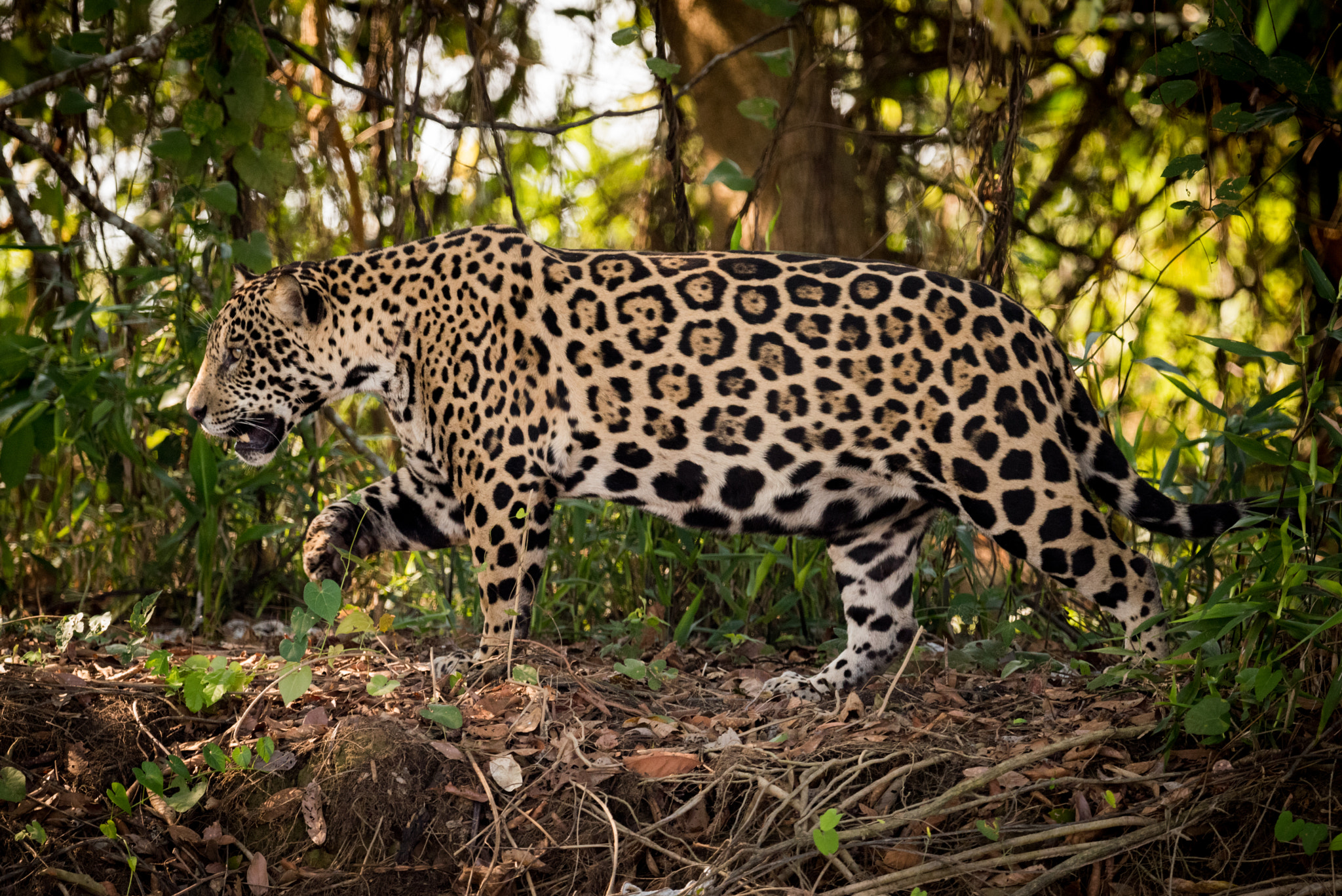 Nikon AF-S Nikkor 800mm F5.6E FL ED VR sample photo. Jaguar walks right to left through undergrowth photography