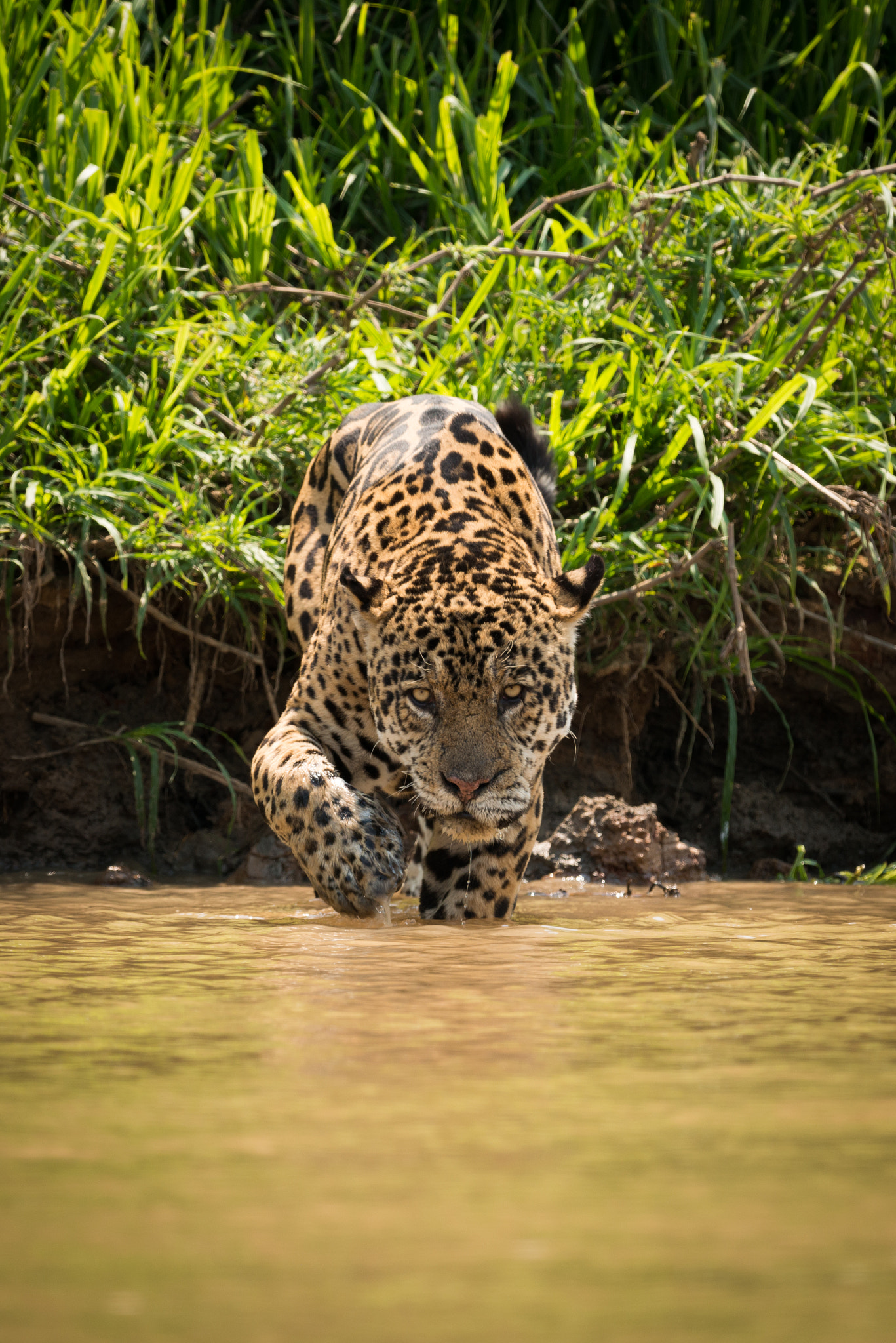 Nikon D800 sample photo. Jaguar walking through muddy shallows towards camera photography