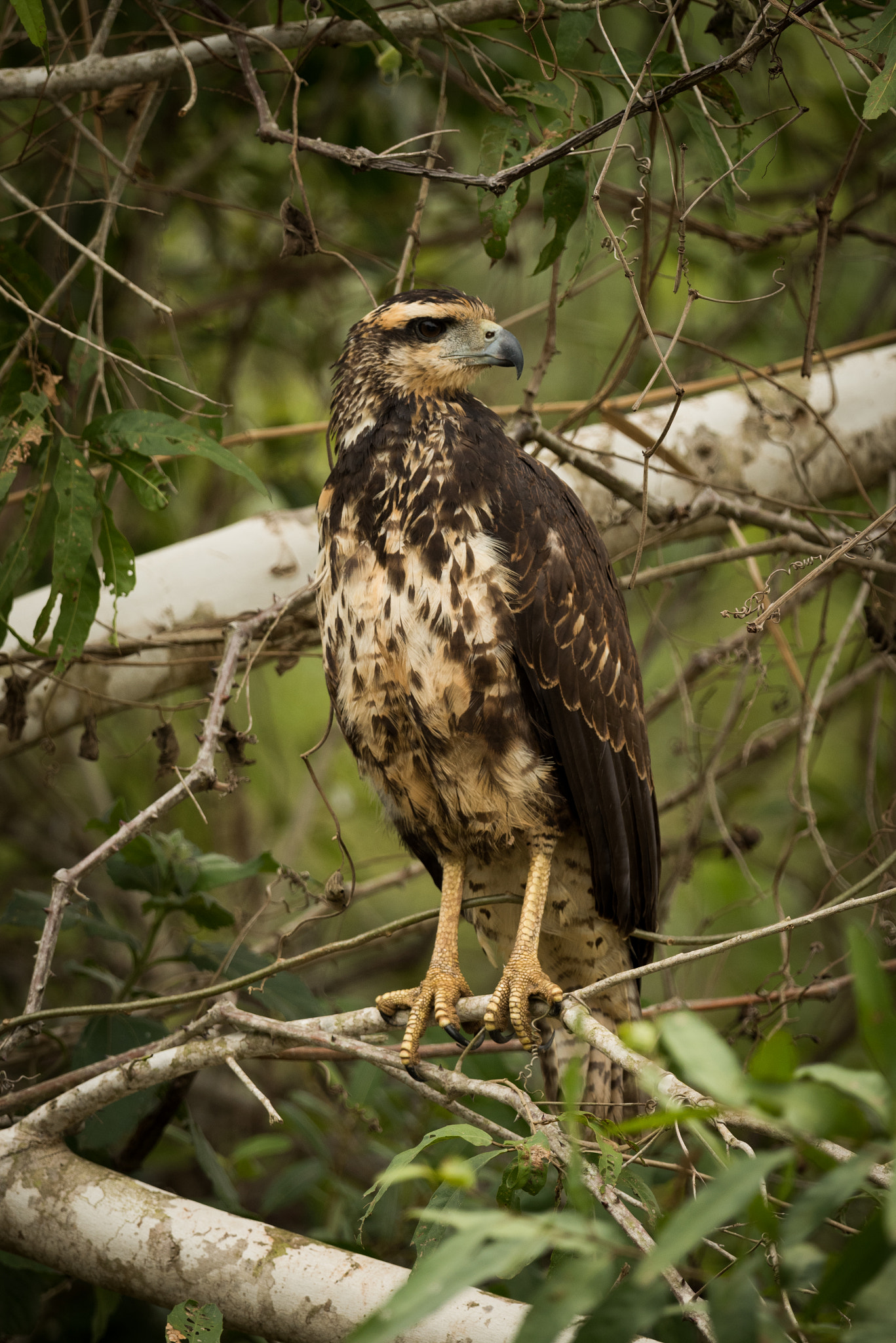 Nikon AF-S Nikkor 800mm F5.6E FL ED VR sample photo. Juvenile savanna hawk on branch facing right photography