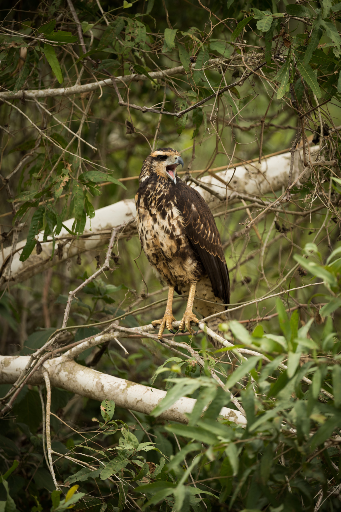 Nikon AF-S Nikkor 800mm F5.6E FL ED VR sample photo. Juvenile savanna hawk on branch making call photography