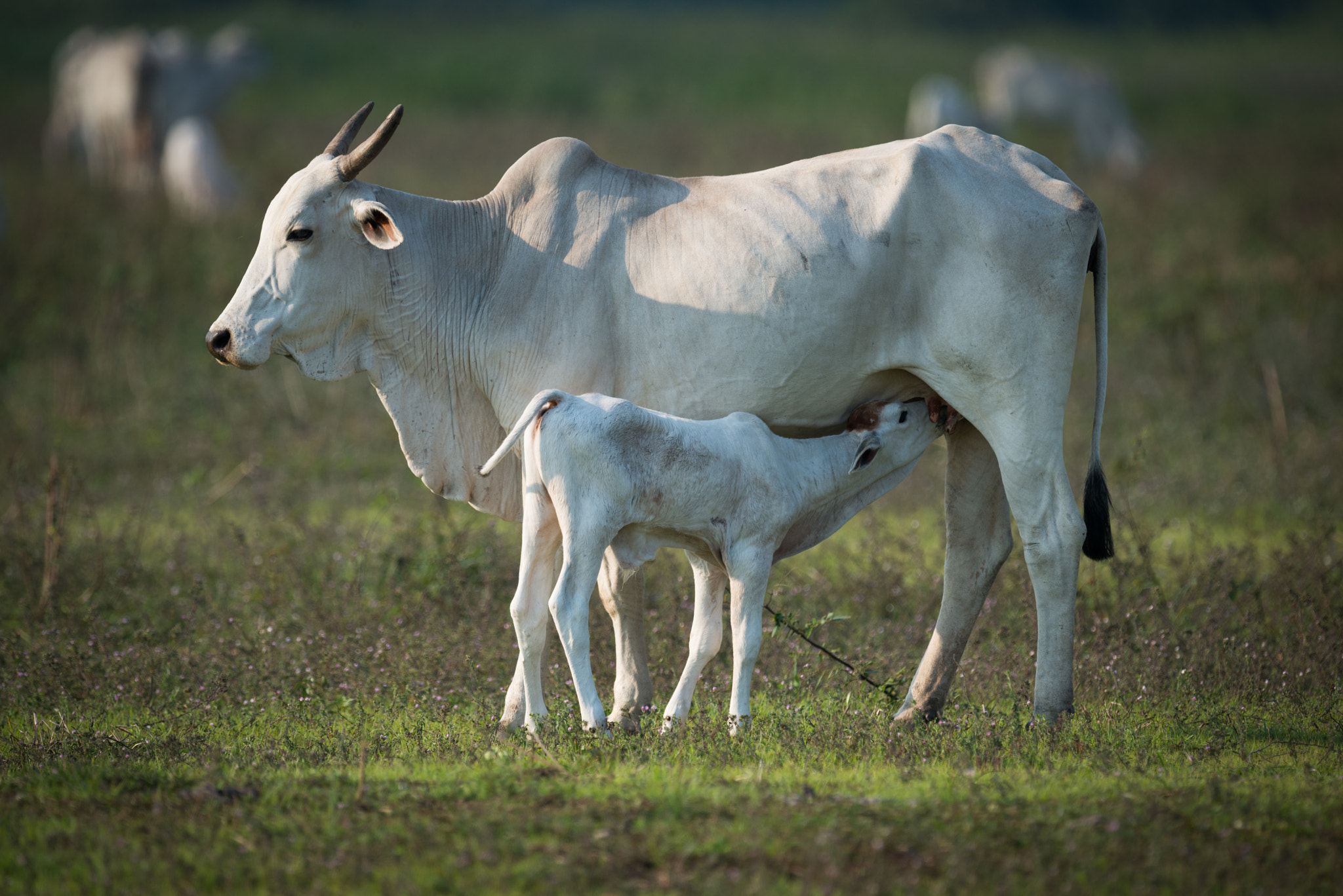 Nikon D800 sample photo. Khillari cow nursing calf in grassy field photography