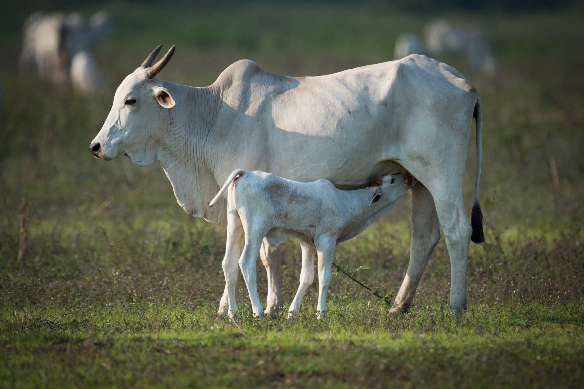 Nikon AF-S Nikkor 800mm F5.6E FL ED VR sample photo. Khillari cow nursing calf in grassy field photography