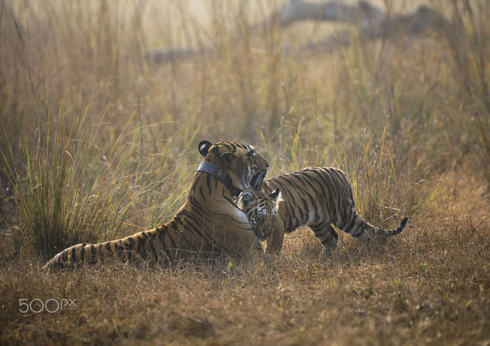 Canon EOS 5D Mark IV + Canon EF 300mm F2.8L IS II USM sample photo. Tiger with cubs photography