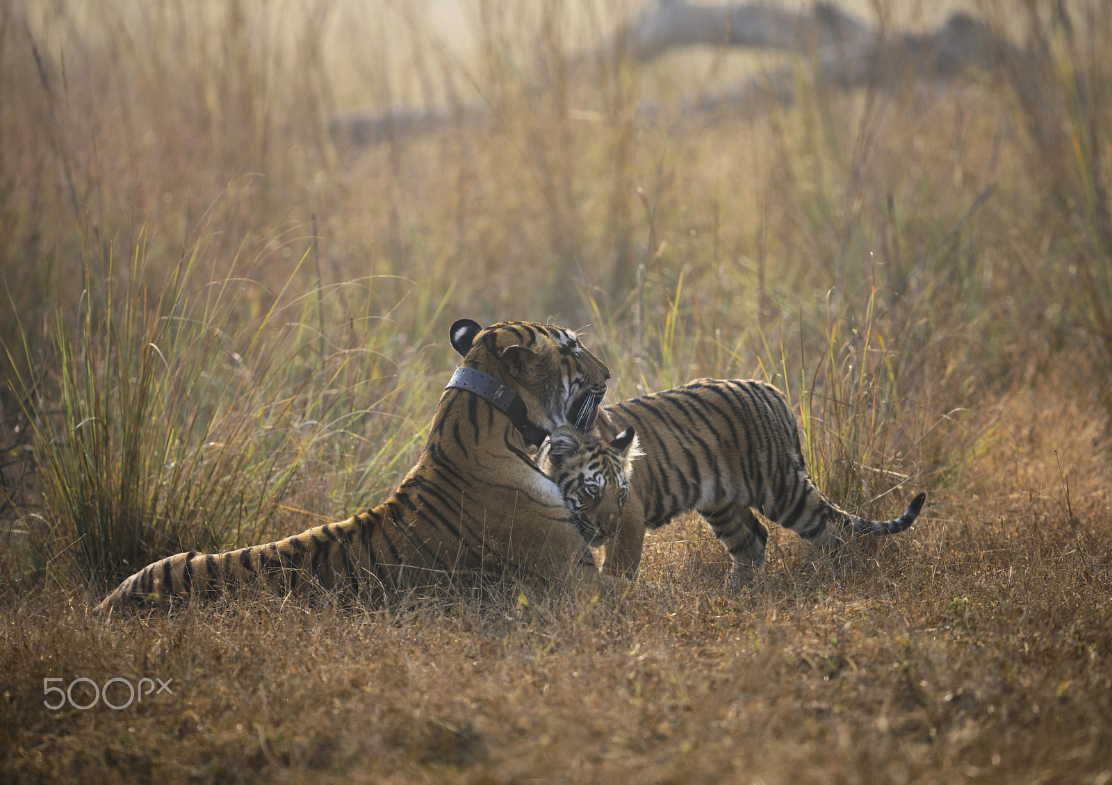 Canon EF 300mm F2.8L IS II USM sample photo. Tiger with cubs photography