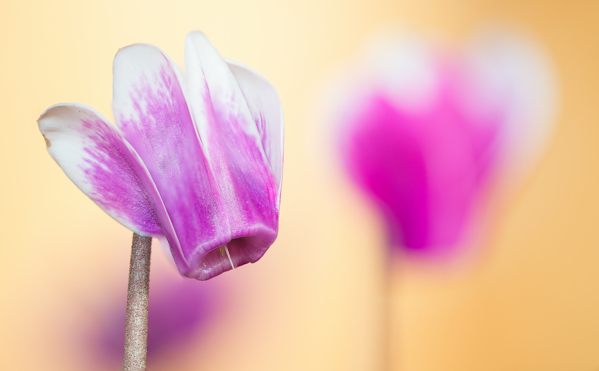 Sigma 105mm F2.8 EX DG OS HSM sample photo. Alpenveilchen photography