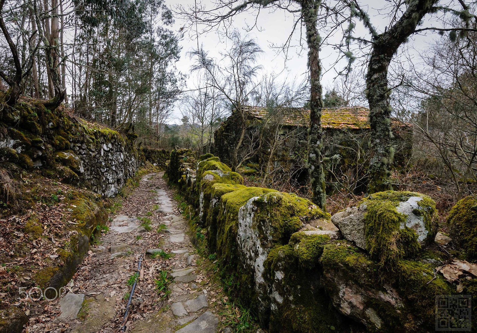 Nikon D300S sample photo. Forrest path photography