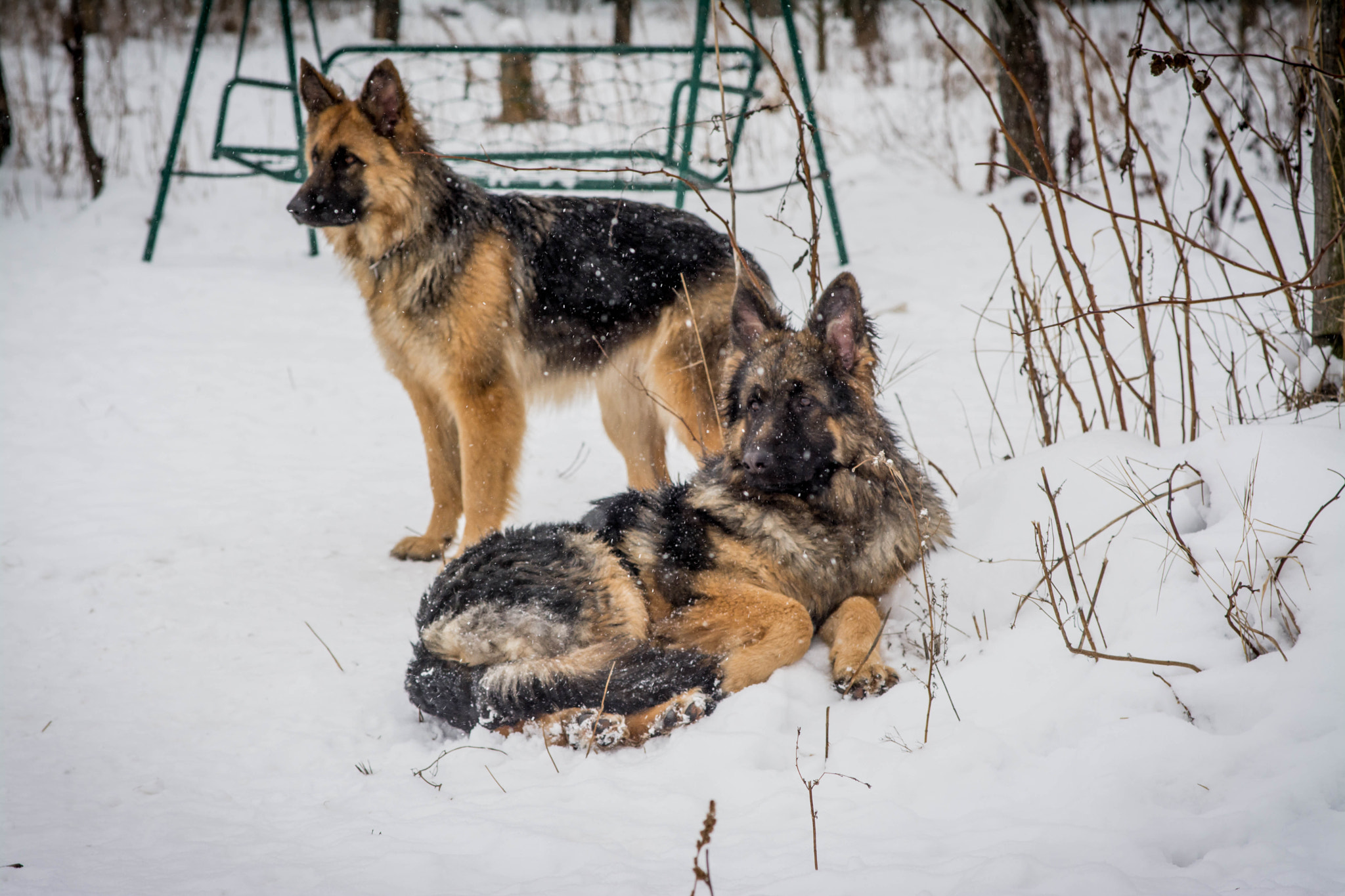 Nikon D7100 + Sigma 85mm F1.4 EX DG HSM sample photo. Dogs photography