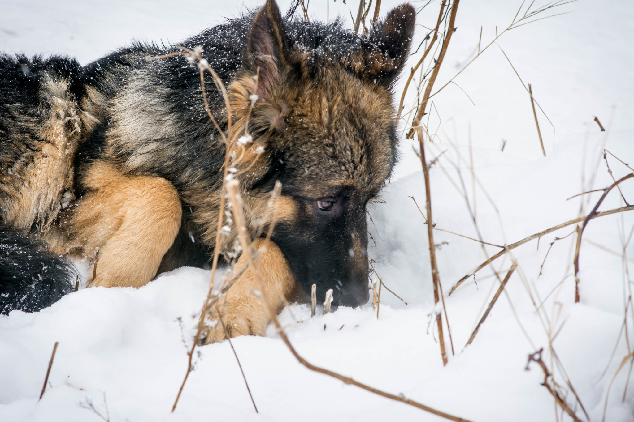 Nikon D7100 + Sigma 85mm F1.4 EX DG HSM sample photo. Dogs photography