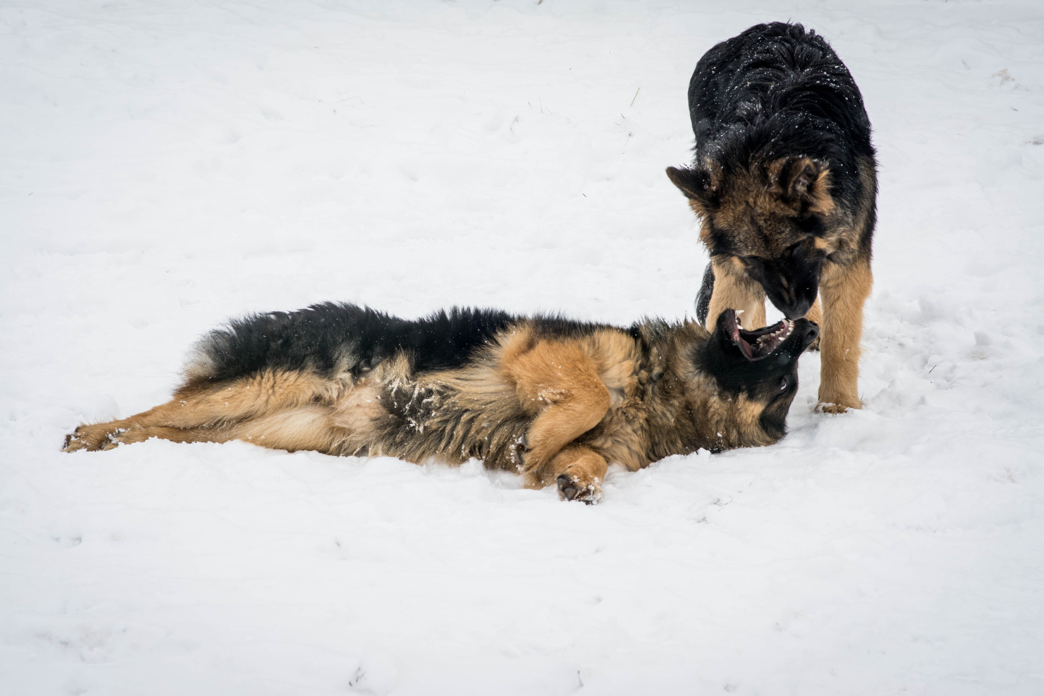 Nikon D7100 + Sigma 85mm F1.4 EX DG HSM sample photo. Dogs photography