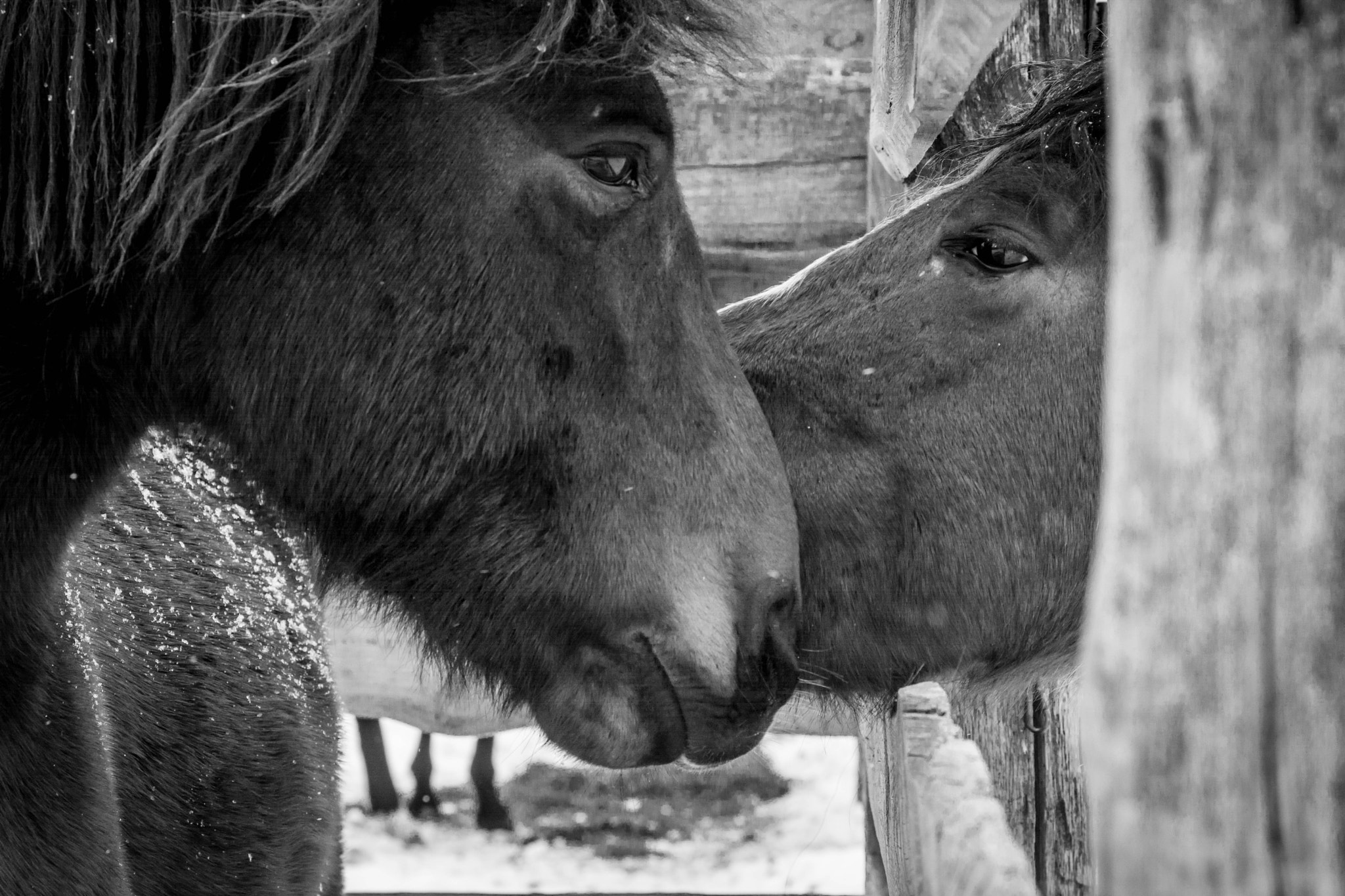 Nikon D7100 + Sigma 85mm F1.4 EX DG HSM sample photo. Horses photography