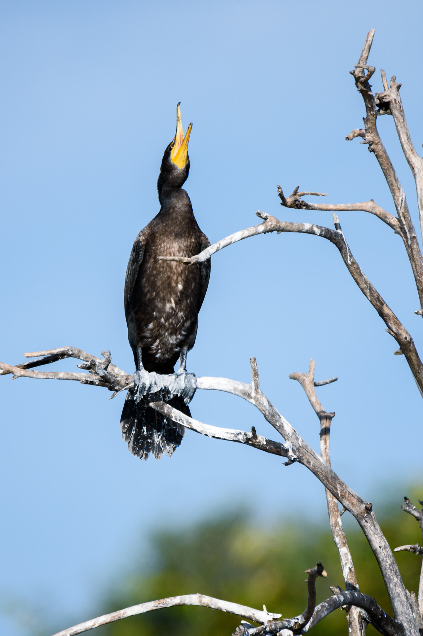 Nikon D810 + Sigma 50mm F2.8 EX DG Macro sample photo. Double-crested cormorant photography