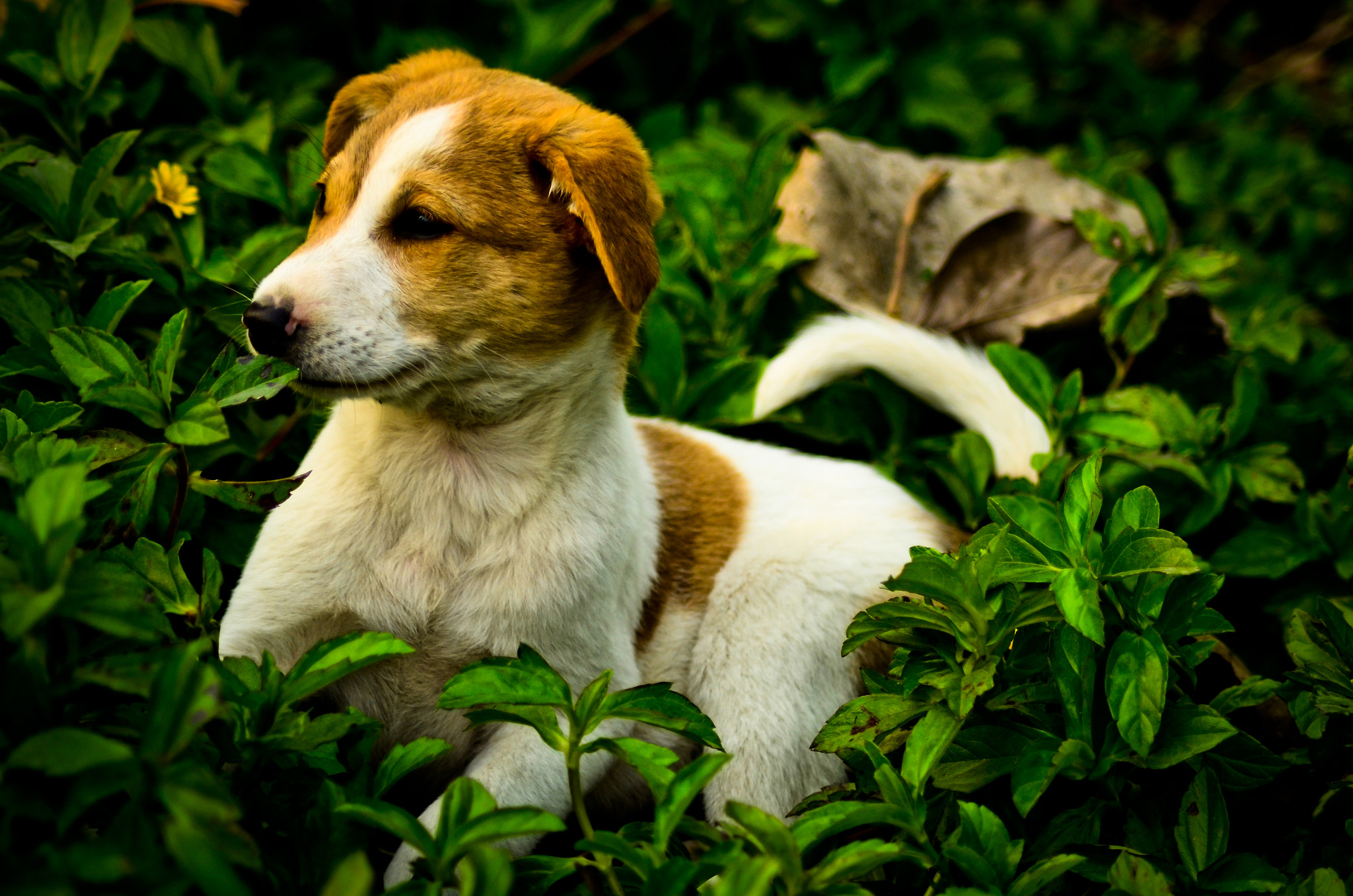 Nikon D7000 + Sigma 50-150mm F2.8 EX APO DC HSM II + 1.4x sample photo. Contras with puppy photography