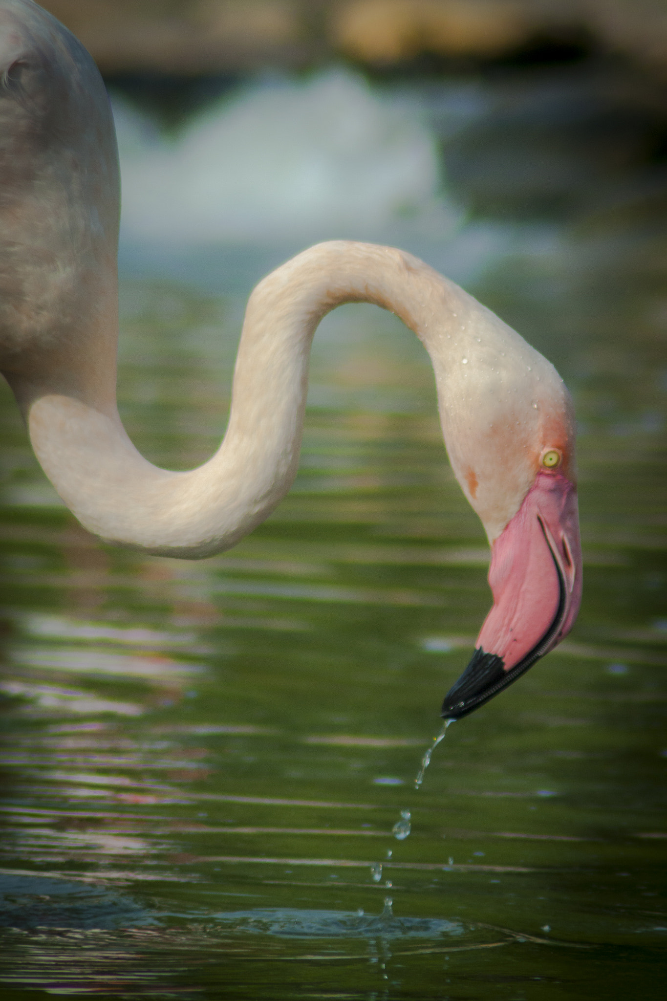 Canon EOS 50D sample photo. Sip of water photography
