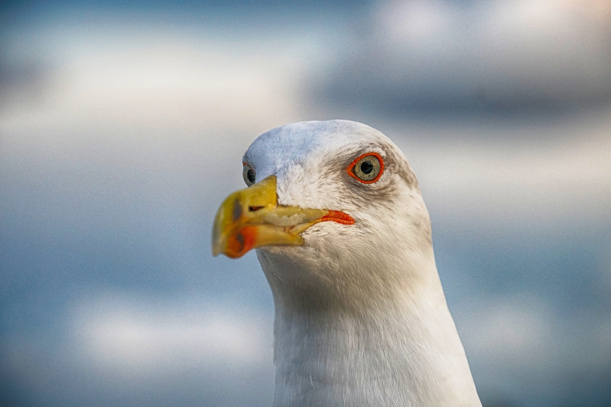 Sony E 18-200mm F3.5-6.3 OSS sample photo. The sea gull of venice photography